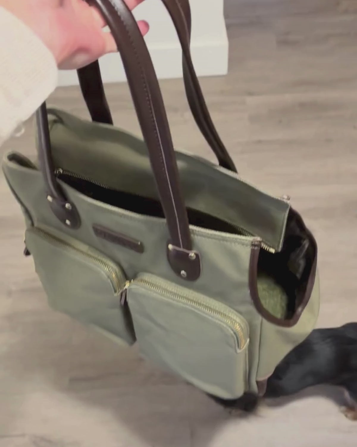 Mini dachshund jumping into waxed canvas designer dog purse carrier and going out shopping with dog mom 