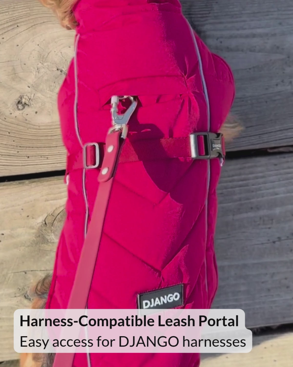 Video showing the harness portal on the Firelight Red winter dog coat for easy leash attachment to a harness D-ring
