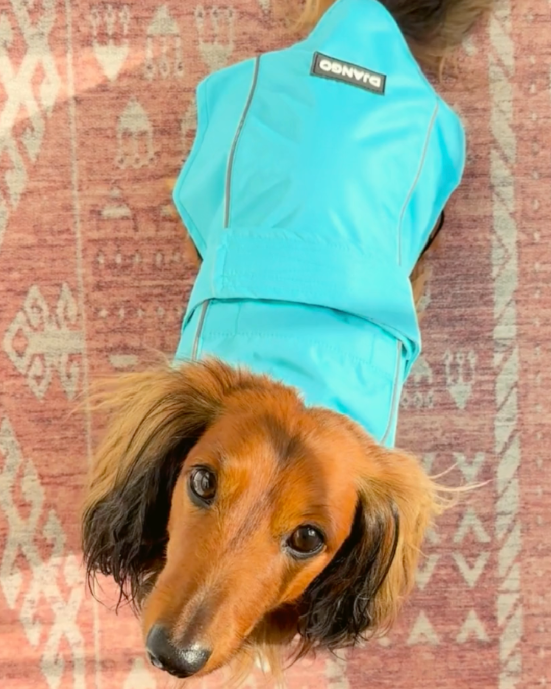 VIDEO: See the DJANGO City Slicker Waterproof Dog Jacket and Lightweight Dog Raincoat in action! This long raincoat for dogs offers full protection from rain, snow, and windchill and is great for all seasons. 
