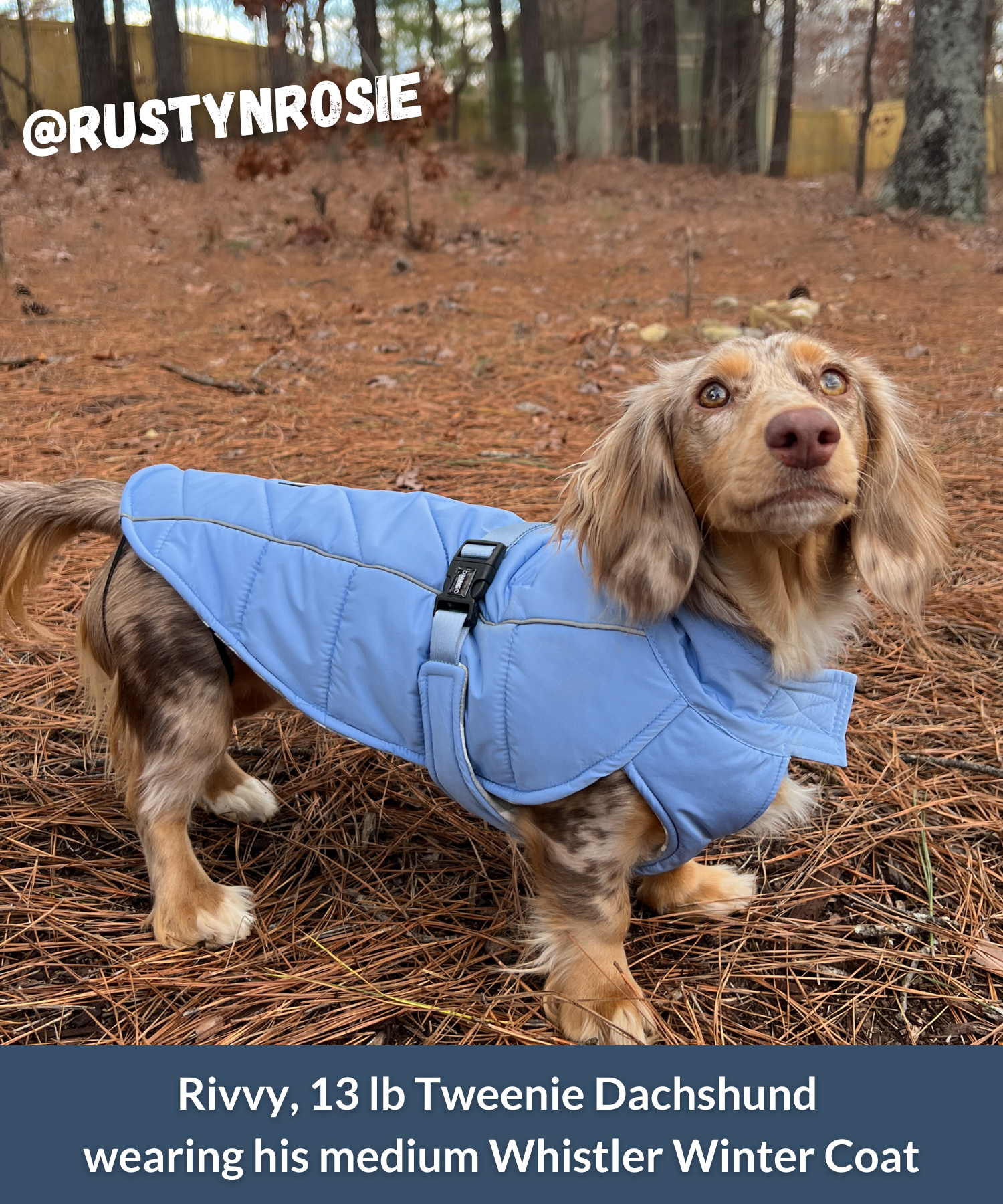 Long dog wearing an adjustable and insulated winter coat for dogs during autumn or winter walk