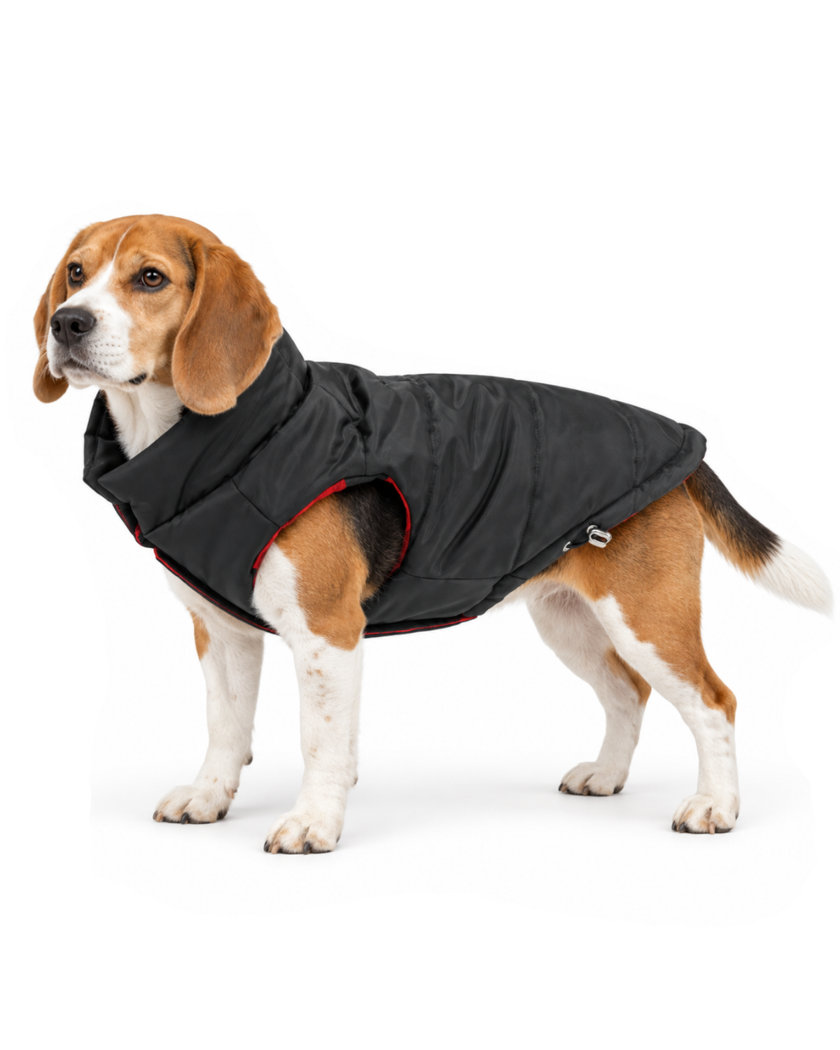 Beagle on white background wearing an insulated puffer jacket with large armholes and red and black plaid lining