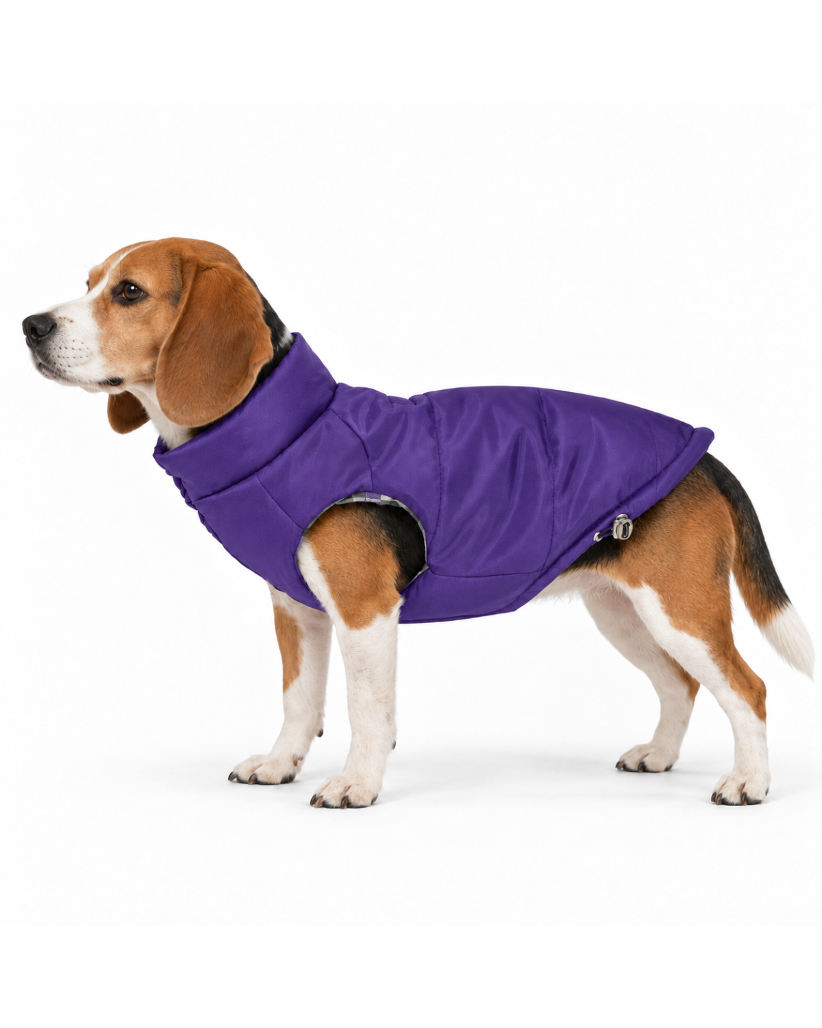 A beagle dog wearing a purple puffer-style dog coat, shown in profile against a plain white studio background.