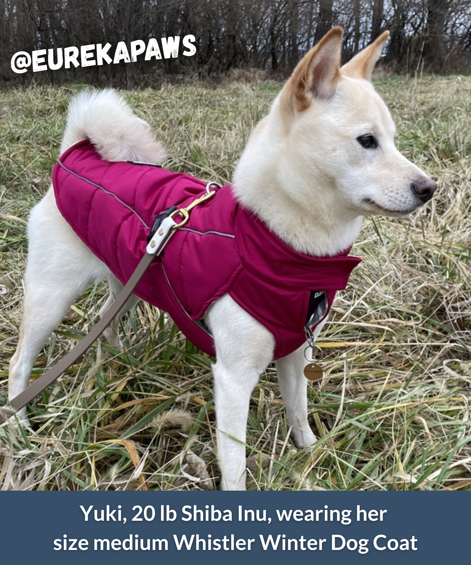 Shiba Inu wearing a tailored puffer winter dog coat outdoors during walk