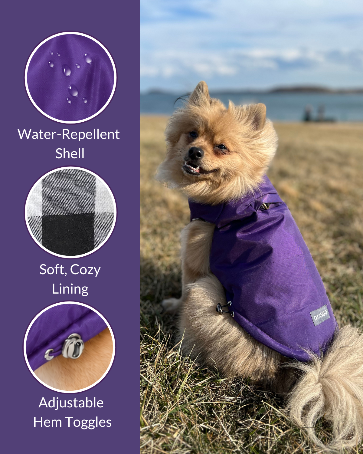 Happy-looking Pomeranian sitting outdoors in San Francisco field while wearing purple puffer dog coat with harness D-ring poking out of jacket harness hole. Premium features of puffer coat are shown on left.