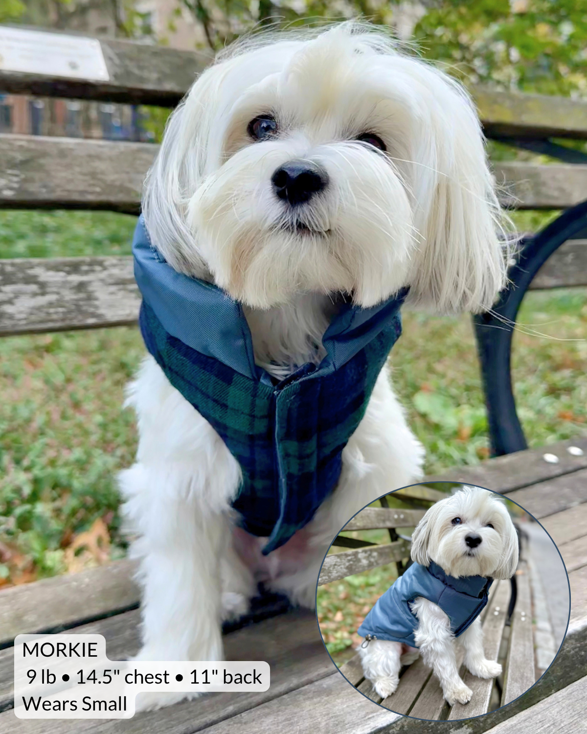Small white Maltese Yorkie dog sitting on a bench in NYC Central Park wearing a reversible plaid puffer dog coat with pop up circle showing how the coat looks with the other side facing out.