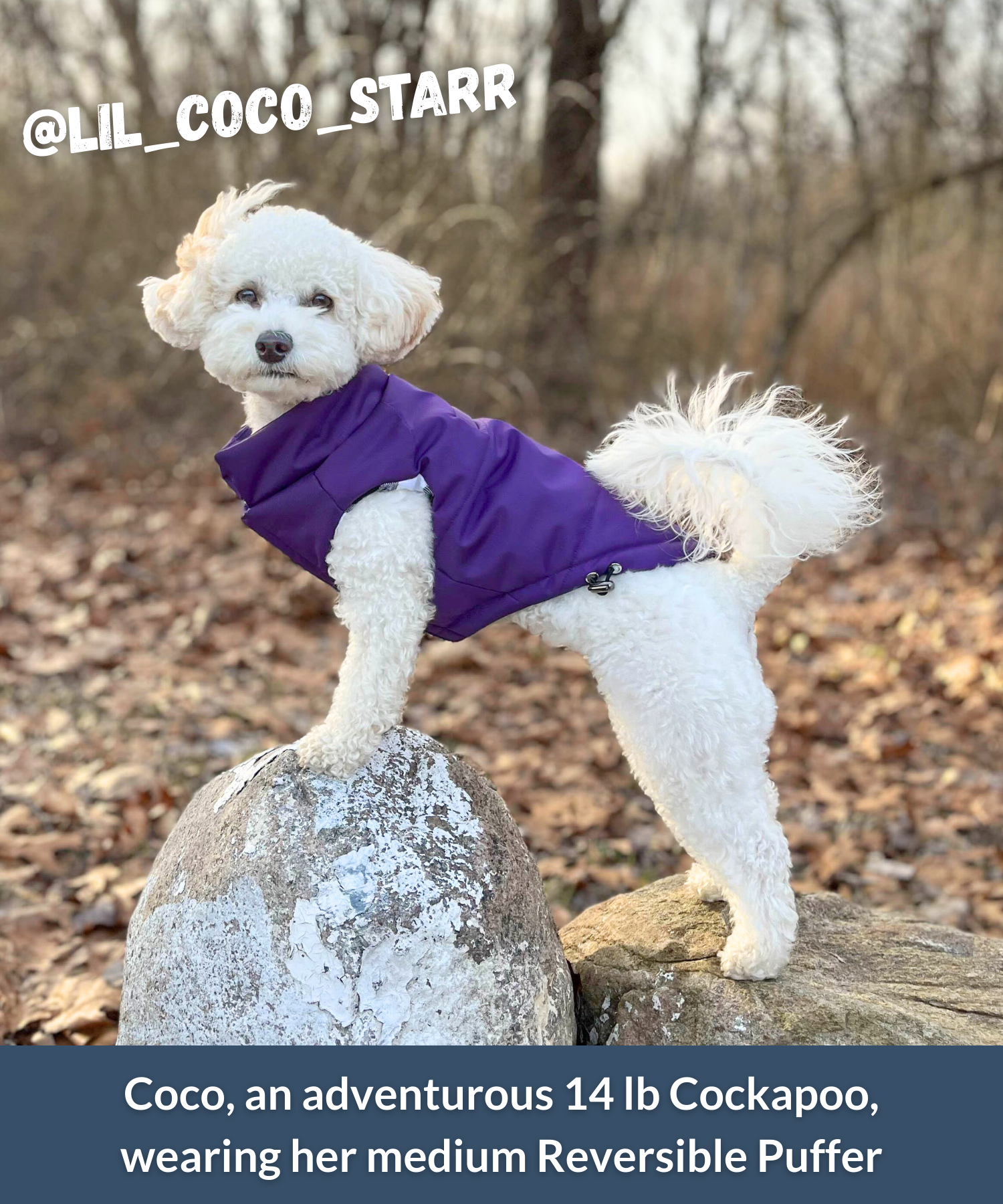 Dog wearing comfortable winter puffer coat outside and standing on rocks