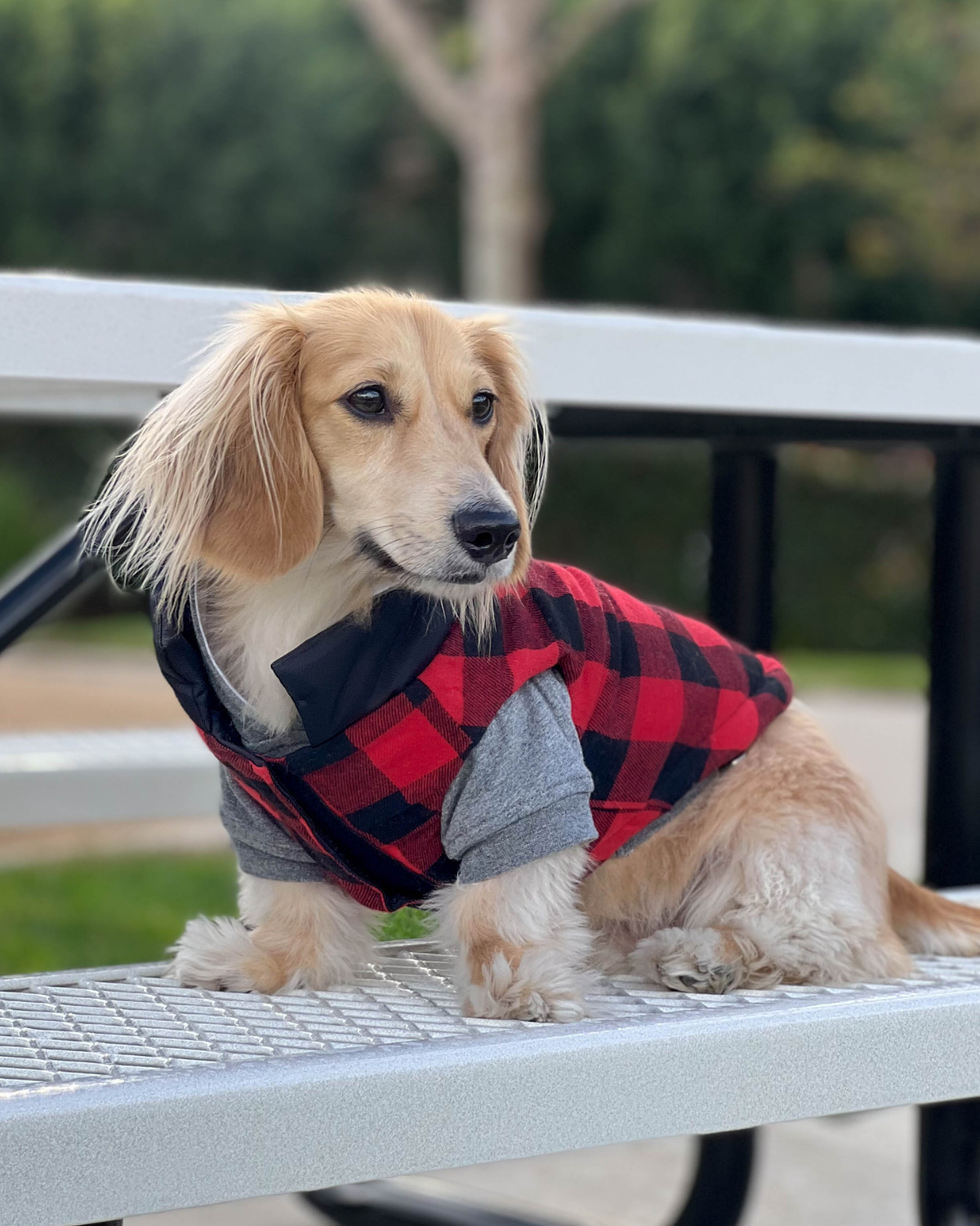 Mini dachshund sitting on bleachers outdoors and wearing a reversible puffer dog coat with colorful red and black buffalo plaid lining facing outwards 