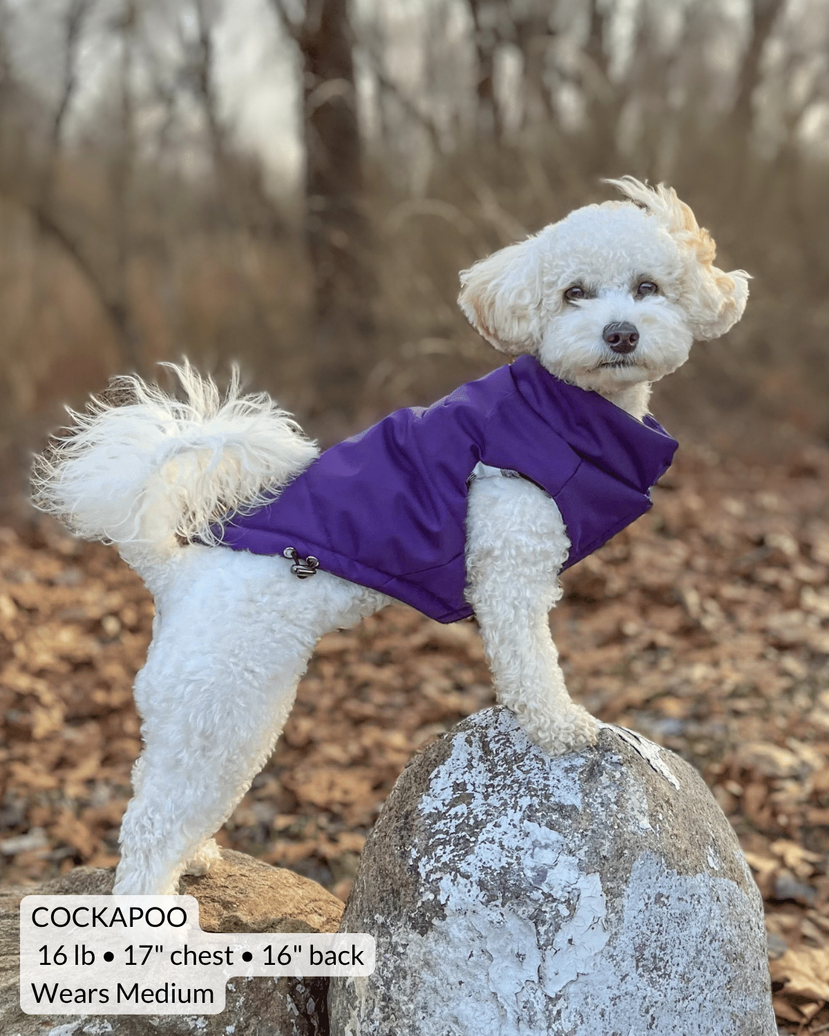 A small white cockapoo dog standing on a large rock outdoors, wearing a purple puffer dog coat with adjustable hem. The background shows a blurred wooded area with fallen leaves.