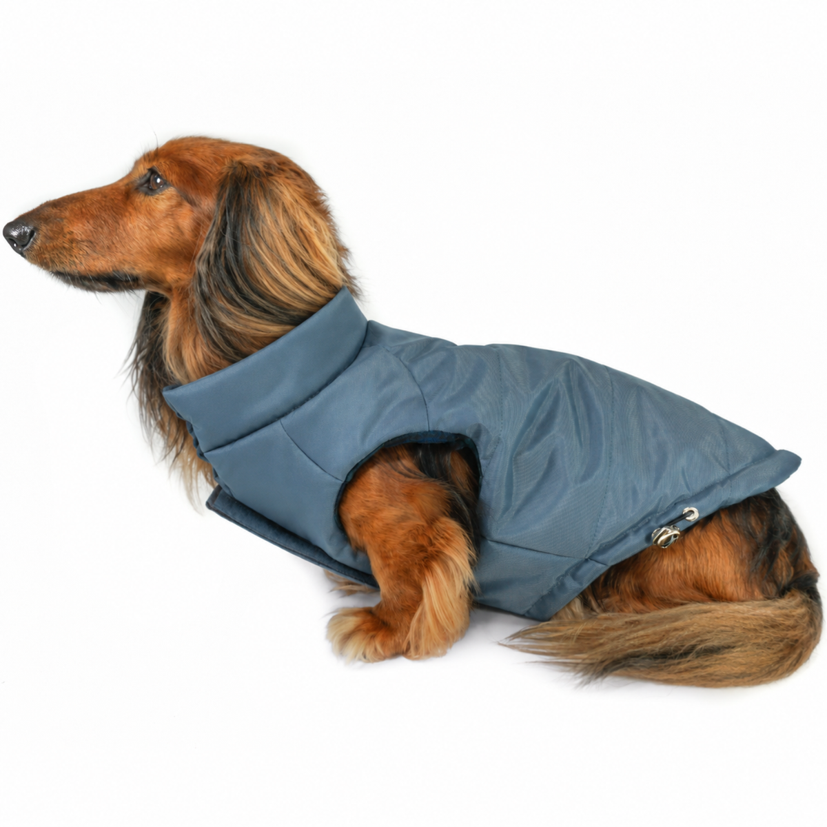 Handsome longhaired dachshund sitting up on white background and wearing a Twilight Blue puffer dog jacket with soft neck collar, hook-and-loop chest closure, and adjustable hem.