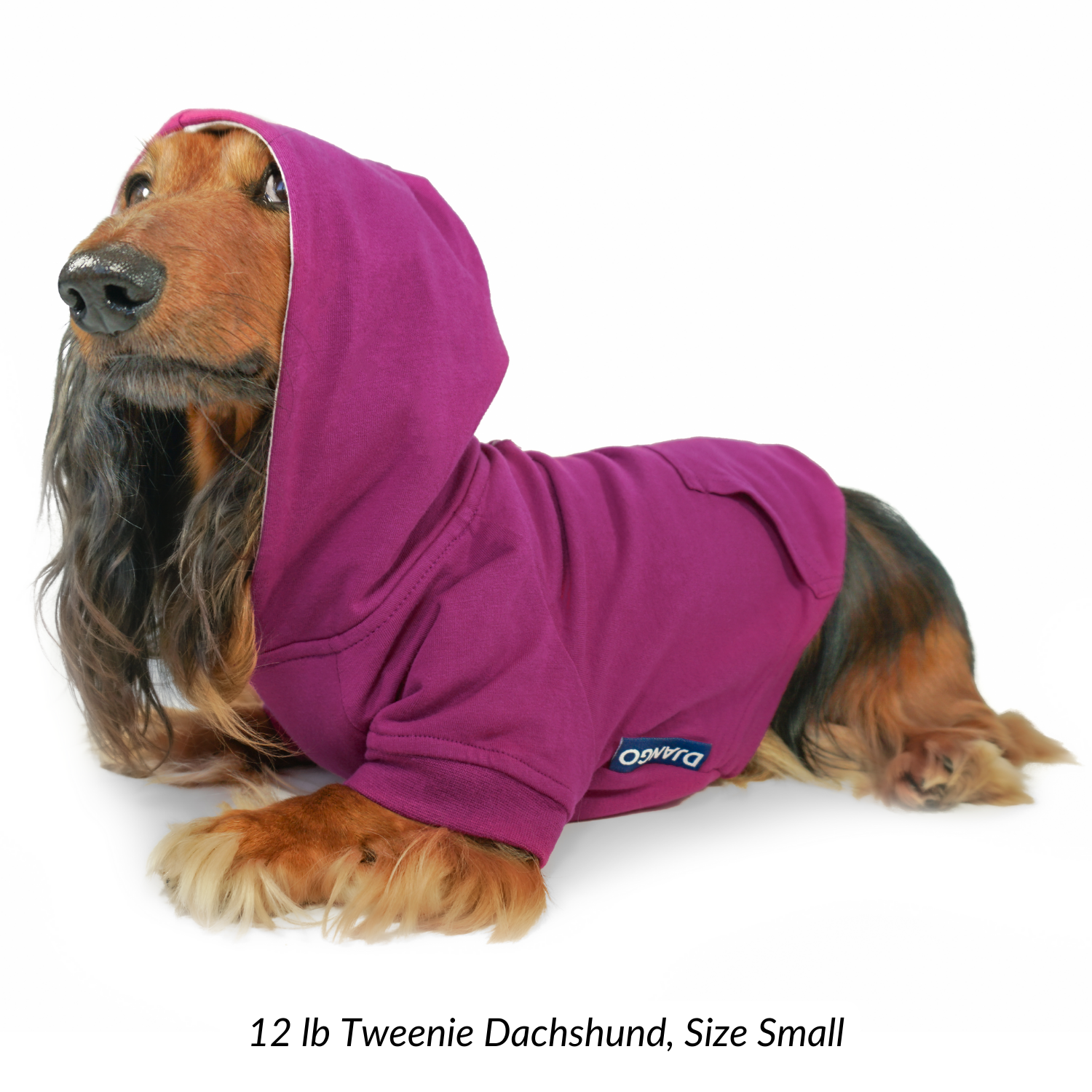 Long haired dachshund dog wearing a purple hoodie on a white background