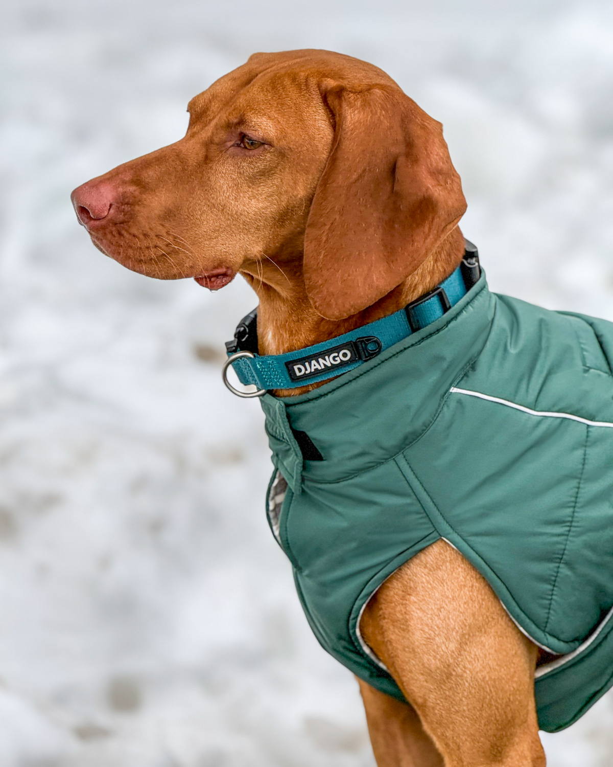 Vizsla standing in the snow outside while wearing an XL winter dog coat with reflective piping, high neck collar, adjustable chest strap, and harness hole for leash attachment