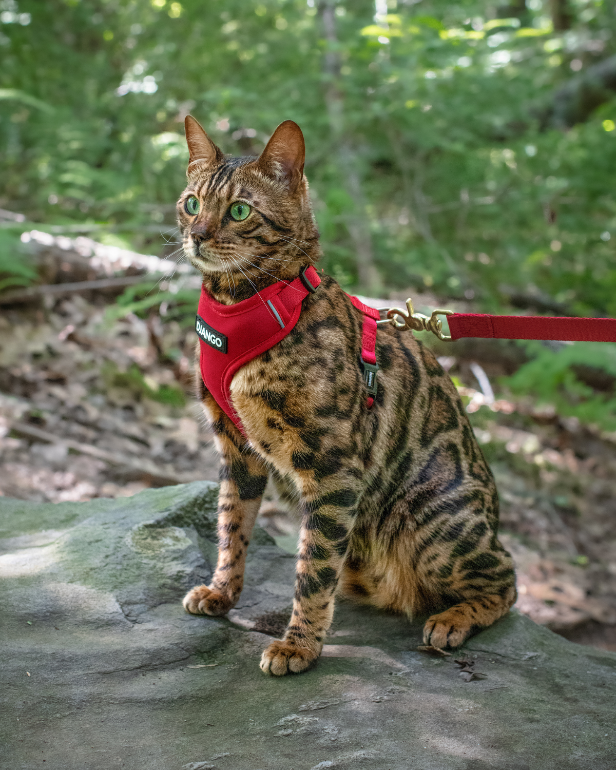 Bengal cat in the red DJANGO Adventure Cat Harness standing on a forest trail.