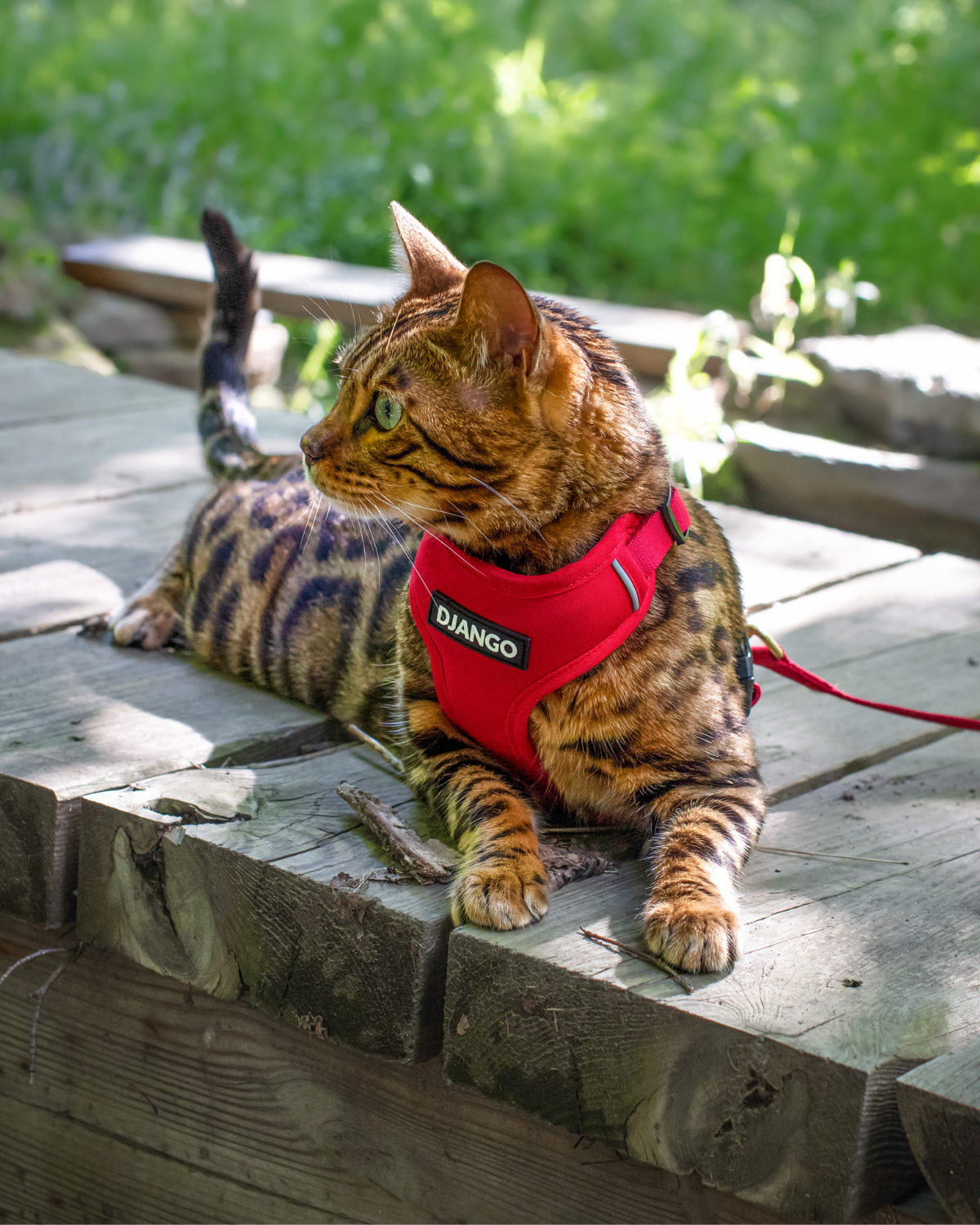 Bengal cat wearing the crimson red DJANGO Adventure Cat Harness while sitting on an outdoor stone wall.