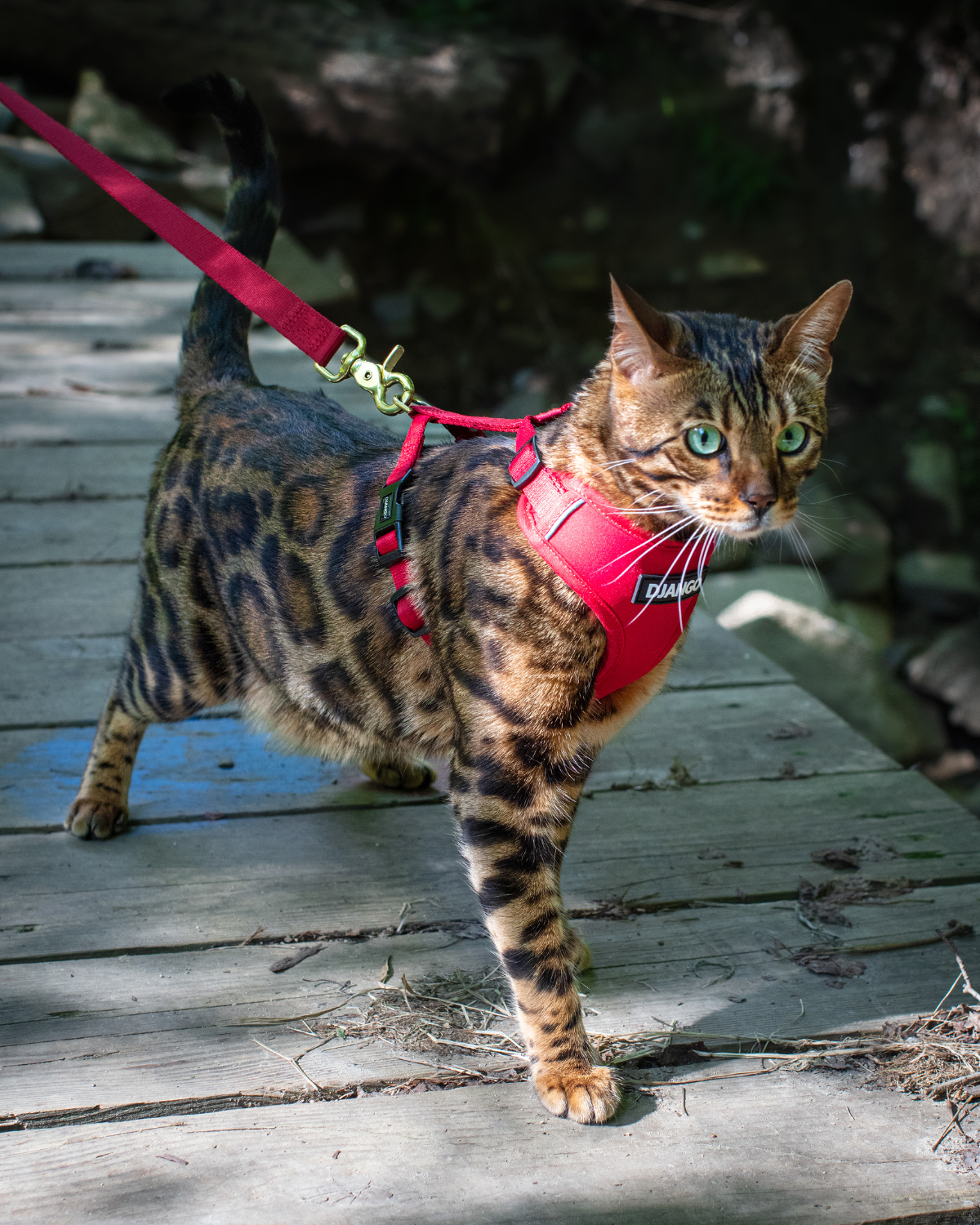 Bengal cat wearing a red DJANGO Adventure Cat Harness and leash while walking on a wooden path.