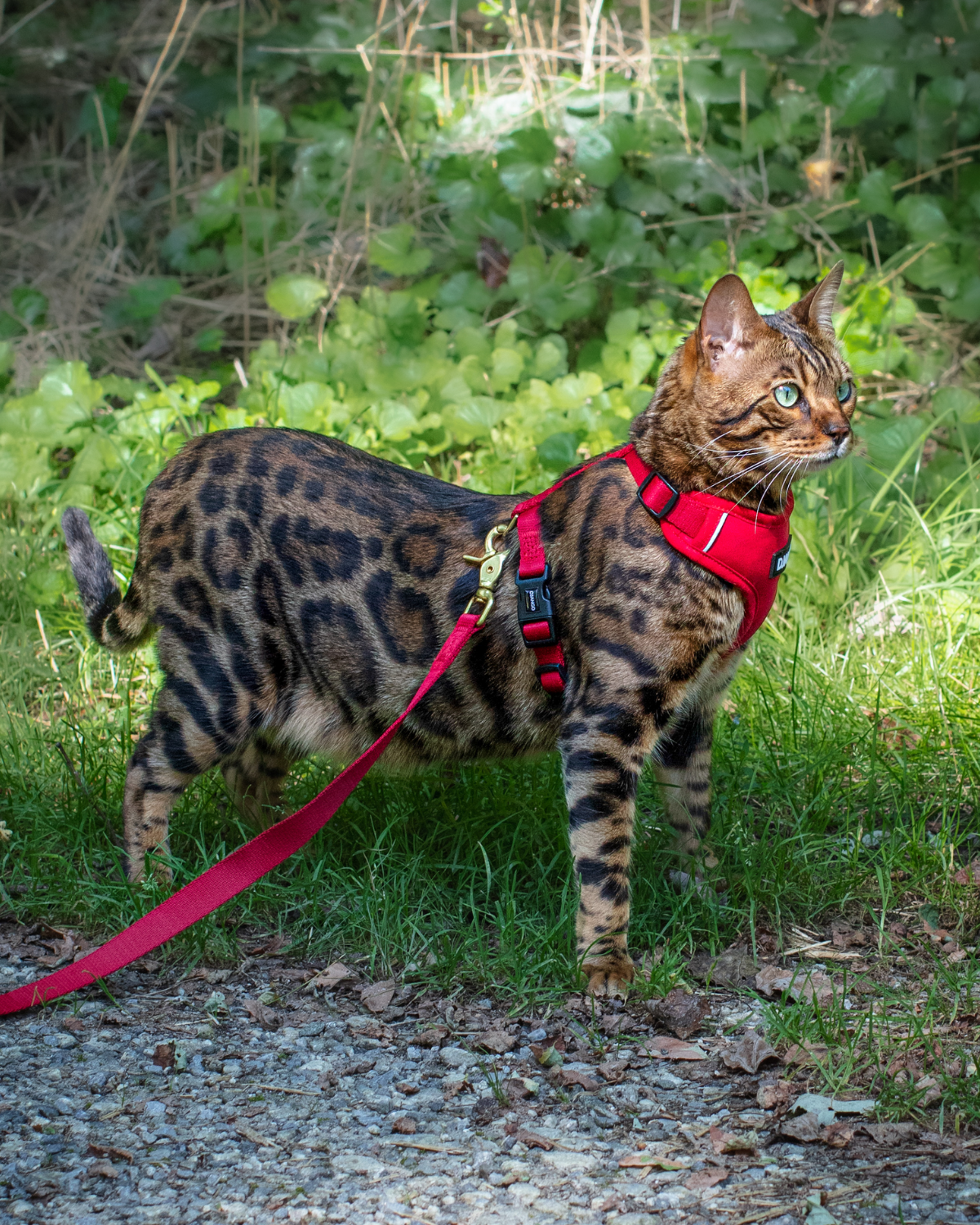 Bengal cat wearing a red DJANGO Adventure Cat Harness and leash while walking through the woods.