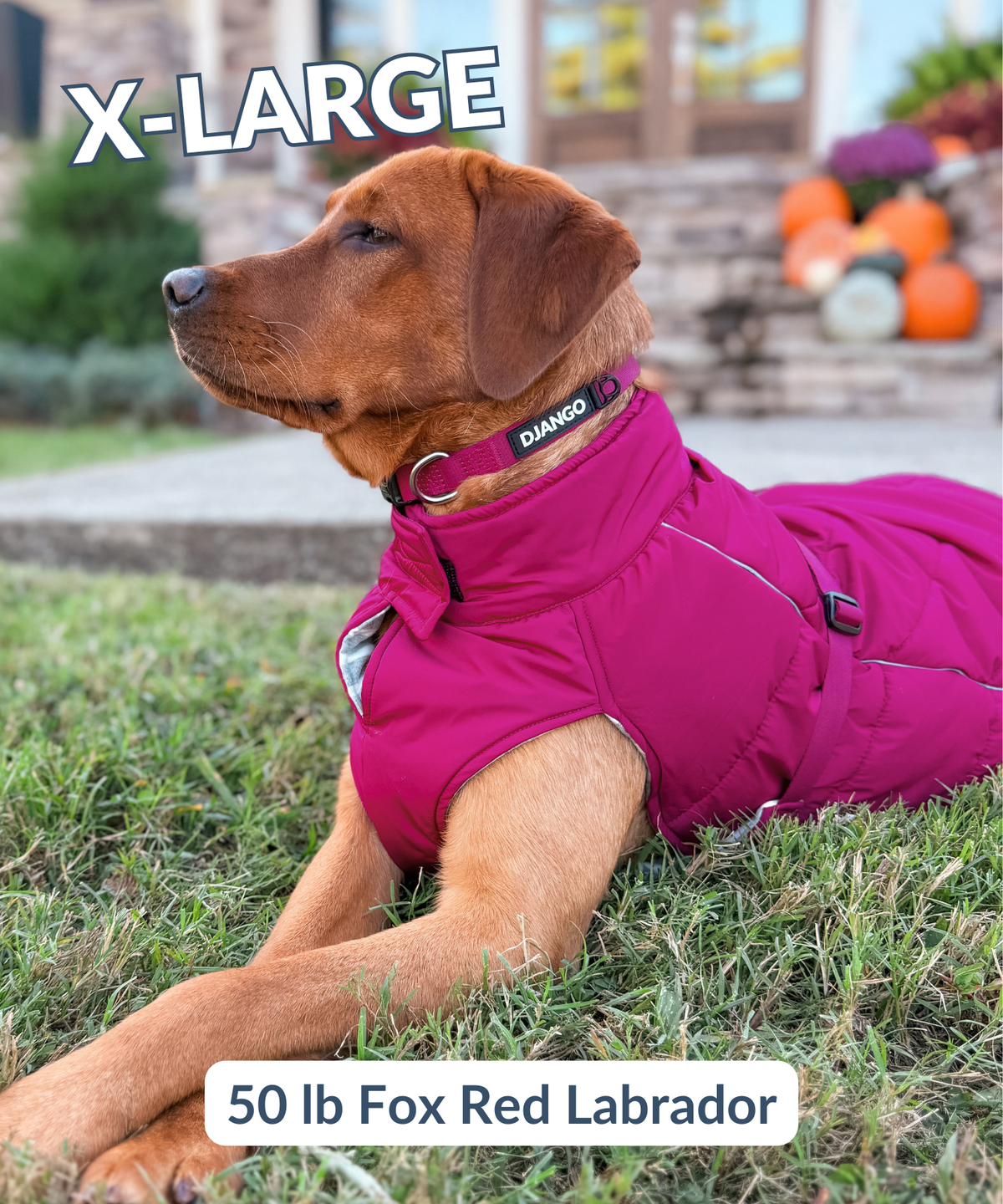 Large fox red labrador dog wearing quilted and adjustable winter puffer coat while lying down in grass outside