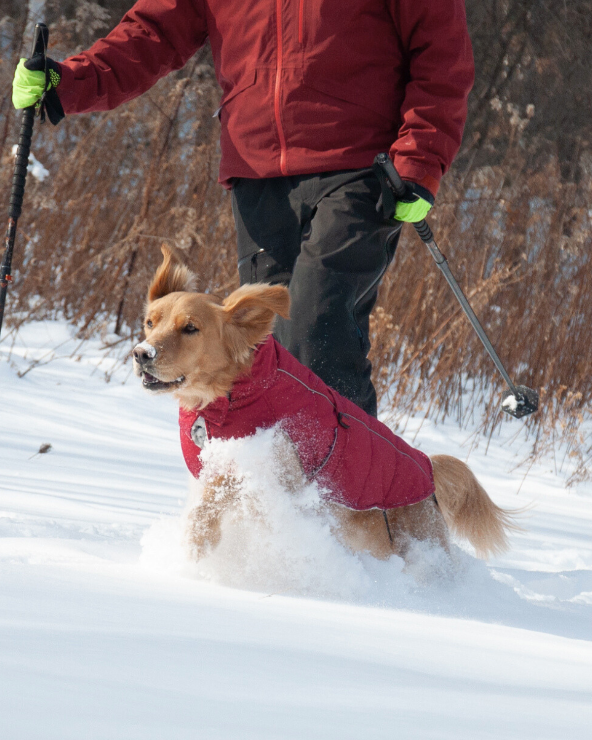 A golden retriever dog wearing a red winter jacket is skiing through deep snow, with a person in a red jacket and black pants skiing behind it holding ski poles.