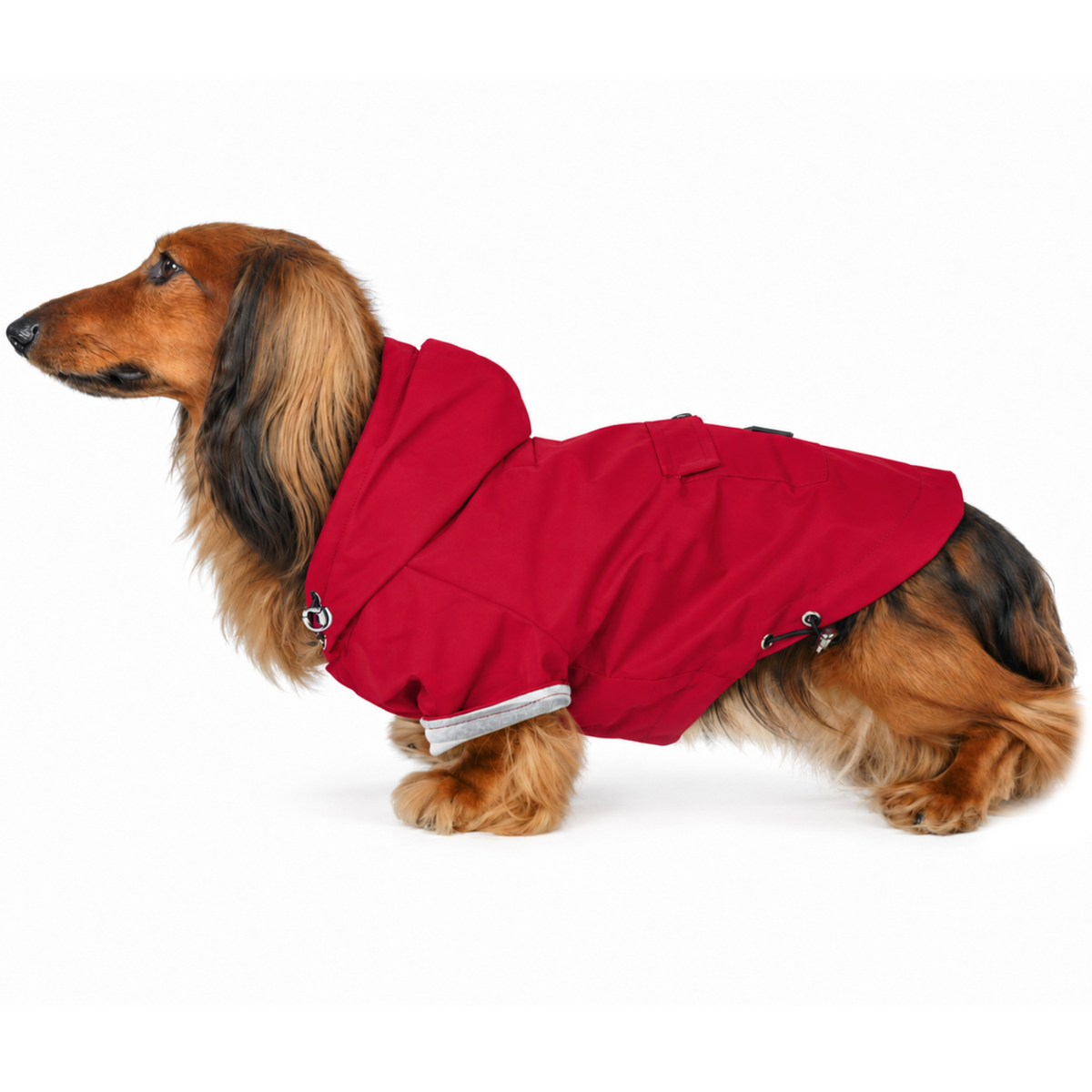 Longhaired dachshund wearing a hooded red dog raincoat with hood snapped back, striped cozy lining, and adjustable fit.