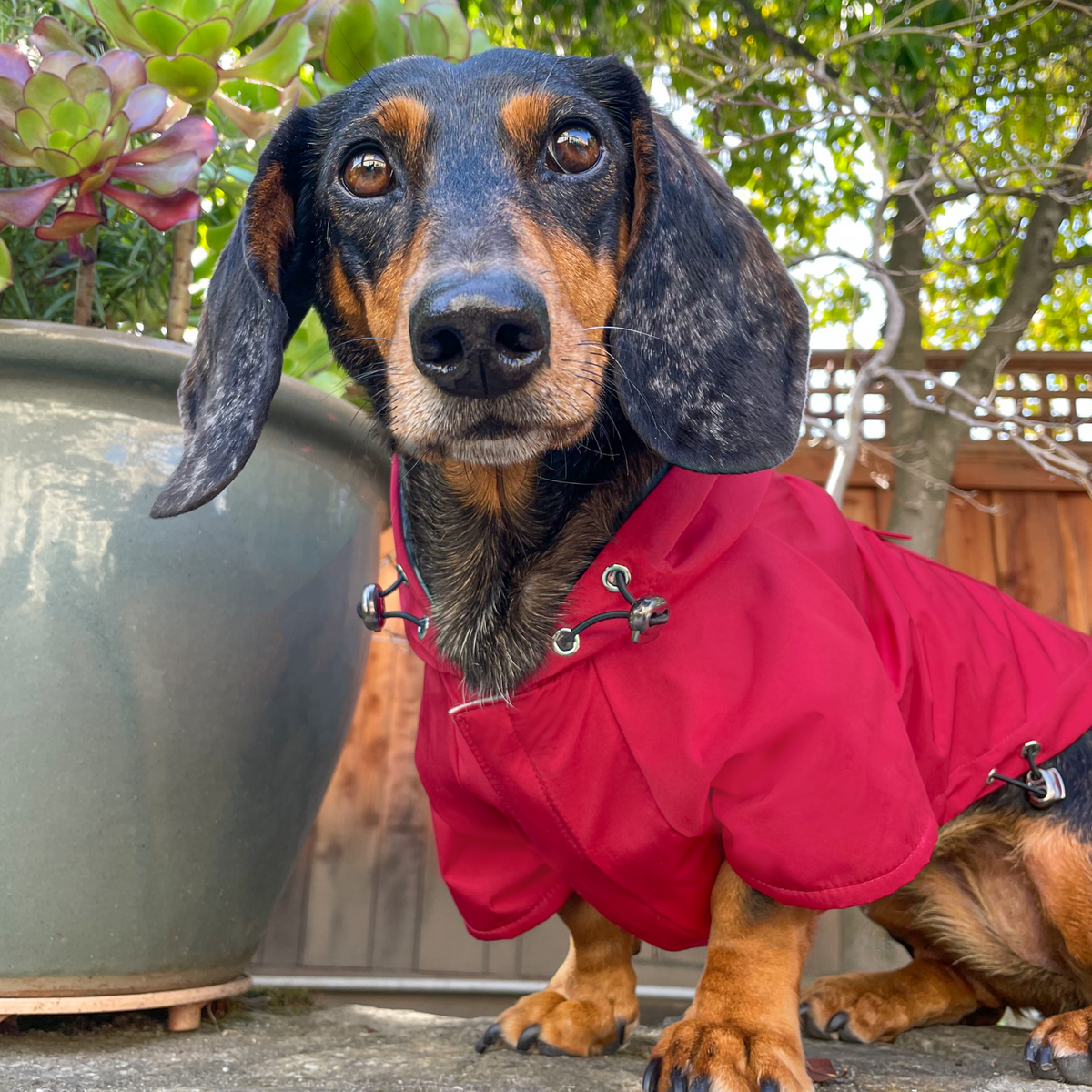 Dachshund wearing the Crimson Red Highland Dog Jacket and Raincoat with hood
