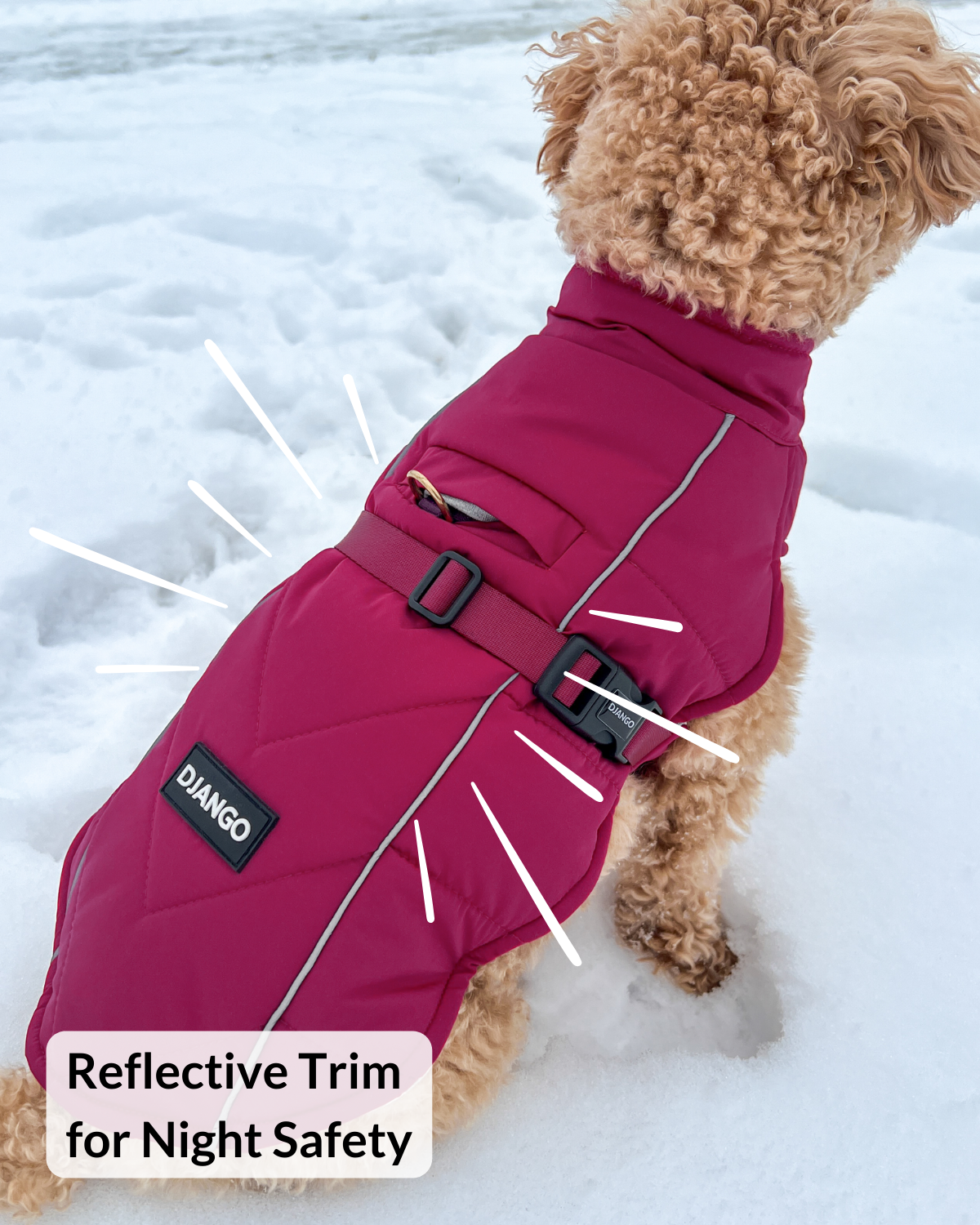 Dog wearing a pink winter coat with reflective trim in the snow