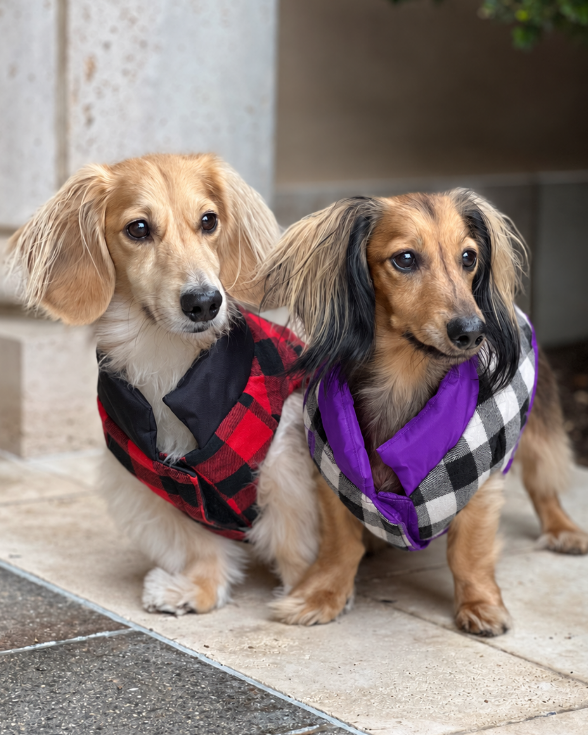 Two long-haired dachshunds wearing matching plaid puffer dog coats, one in red and black buffalo plaid and the other in purple, black, and white buffalo plaid, standing on outdoor stone steps.