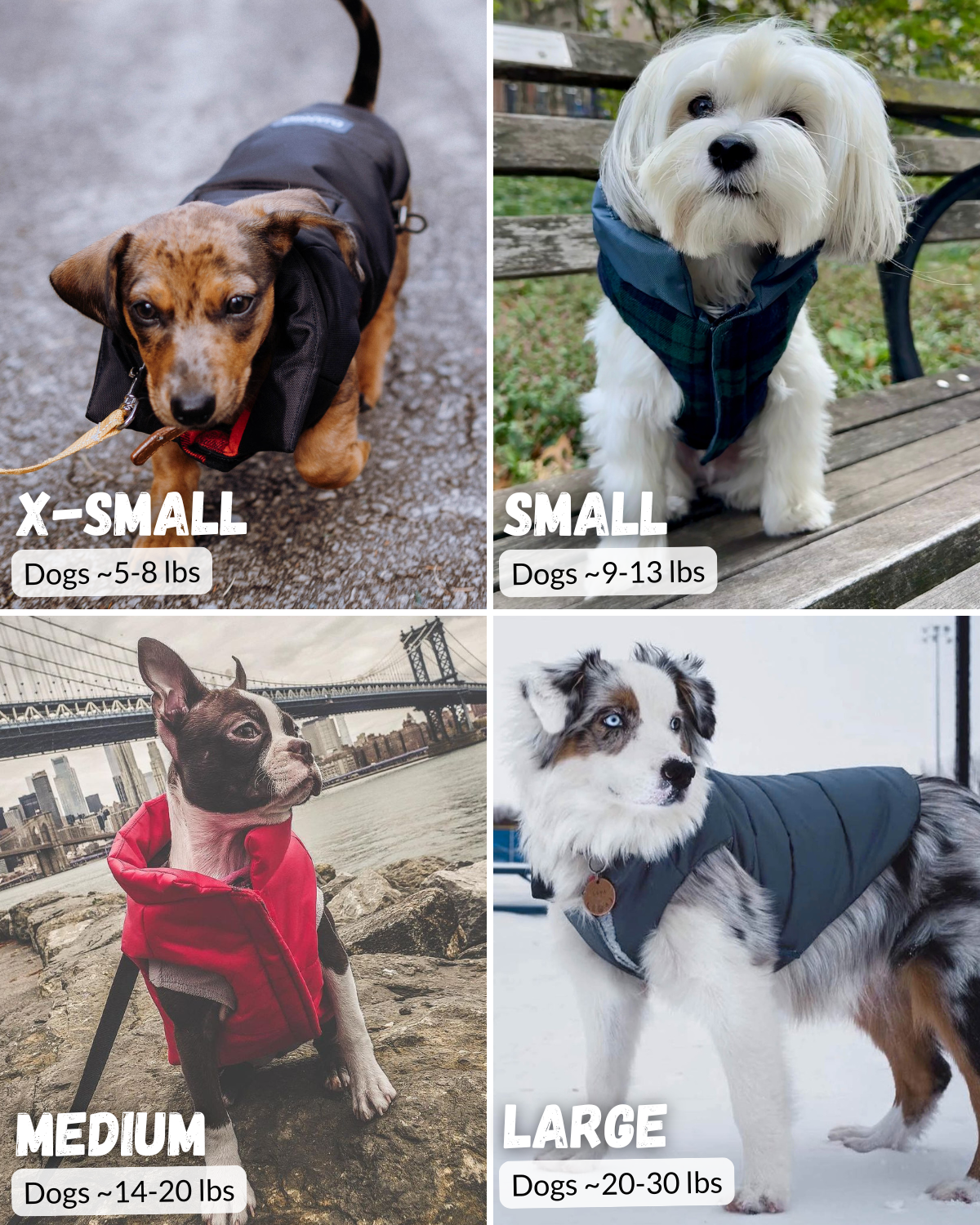 Dogs wearing various sizes of DJANGO reversible puffer dog coat as fit examples with XS, Small, Medium, and Large text next to each dog