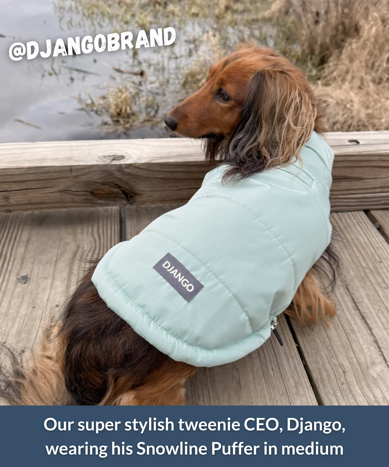 longhaired dachshund wearing soft puffer dog coat during cold weather walk