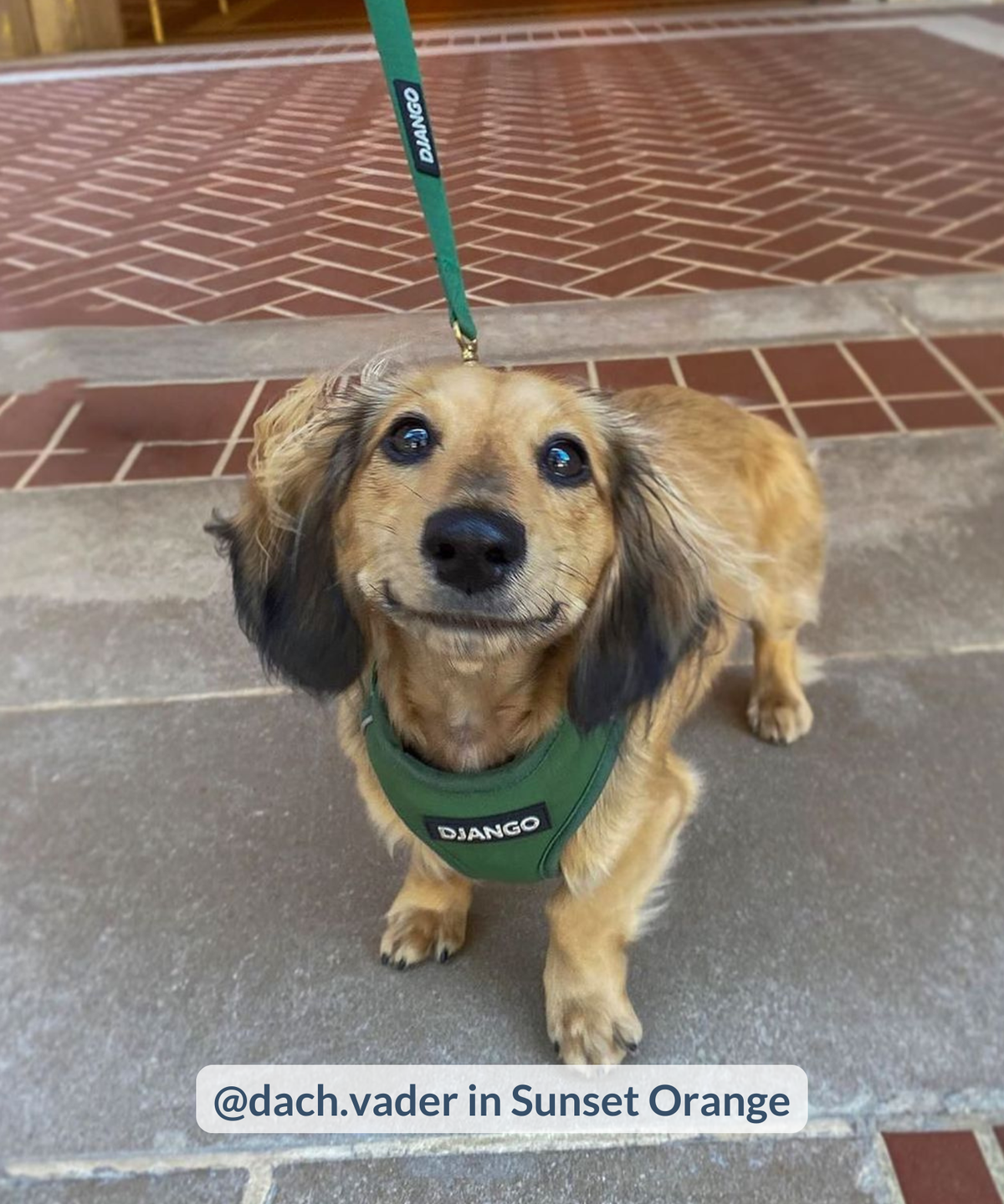 Smiling dachshund standing outdoors and wearing forest green harness with matching leash attached