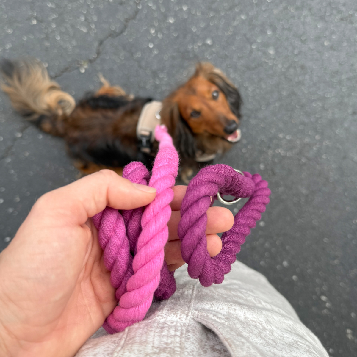 Dog owner walking smiling small dog using stylish purple ombre rope leash for dogs