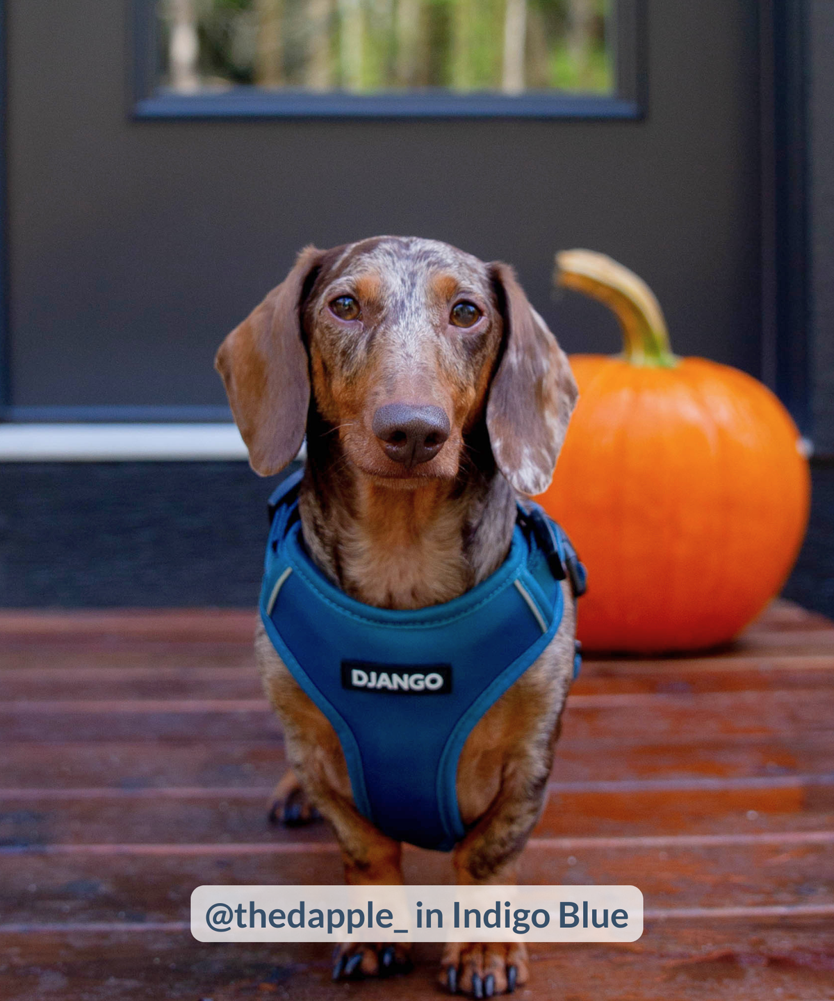 Smooth dachshund standing outdoors and wearing indigo blue harness with reflective piping with pumpkin in the background