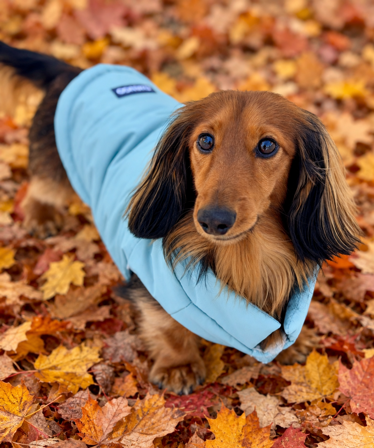 Longhaired dachshund wearing a very soft and comfortable puffer coat for dogs while walking outside on cold autumn day with leaves and foliage on ground