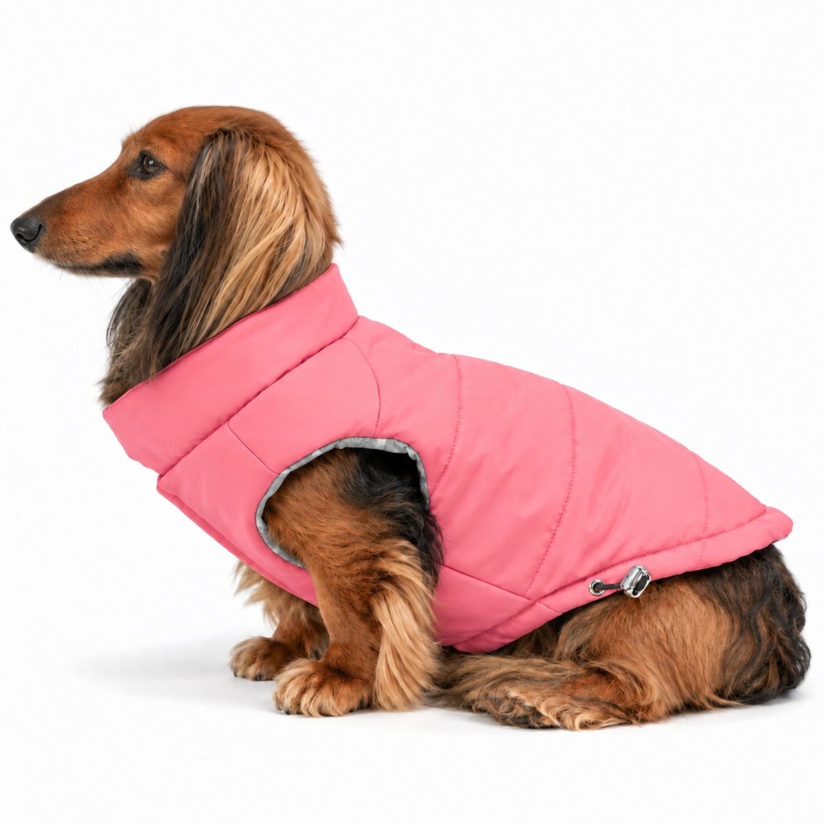 Longhaired dachshund sitting upright and wearing a pink soft adjustable winter puffer coat for dogs on white background