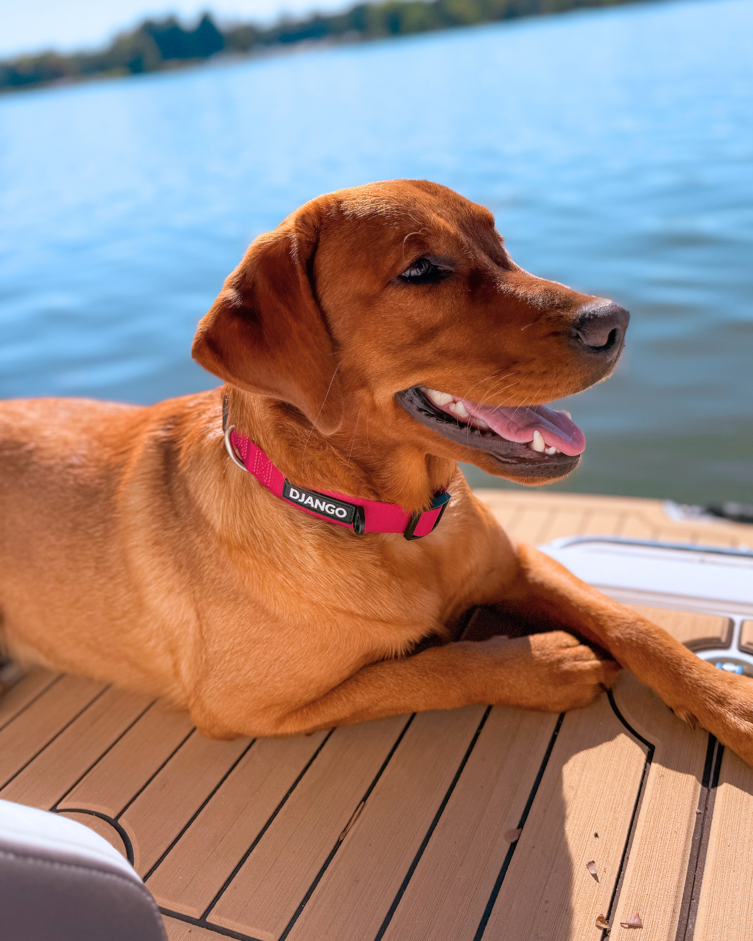 Tahoe Dog Collar - Hibiscus Pink