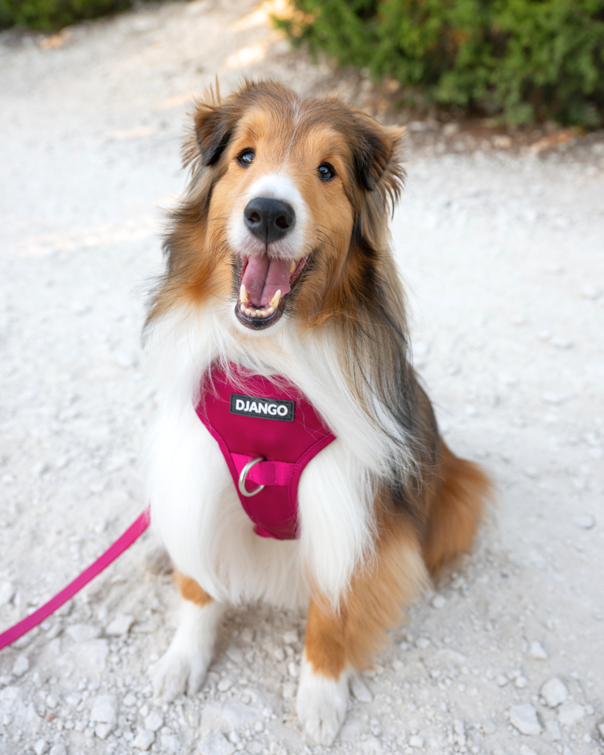 Tahoe No Pull Dog Harness - Hibiscus Pink