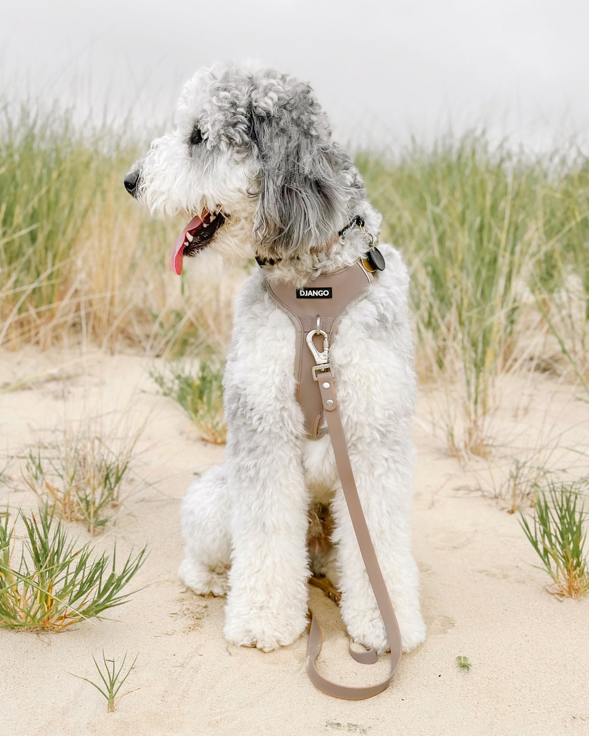 DJANGO Tahoe Dog Leash in Sandy Beige - The waterproof dog leash features heavy duty and stylish plated silver hardware and a premium locking carabiner leash clip for extra security. Shetland sheepdog dog model Kirby wears a size medium DJANGO harness and uses the standard sized DJANGO Tahoe Waterproof Dog Leash. - djangobrand.com