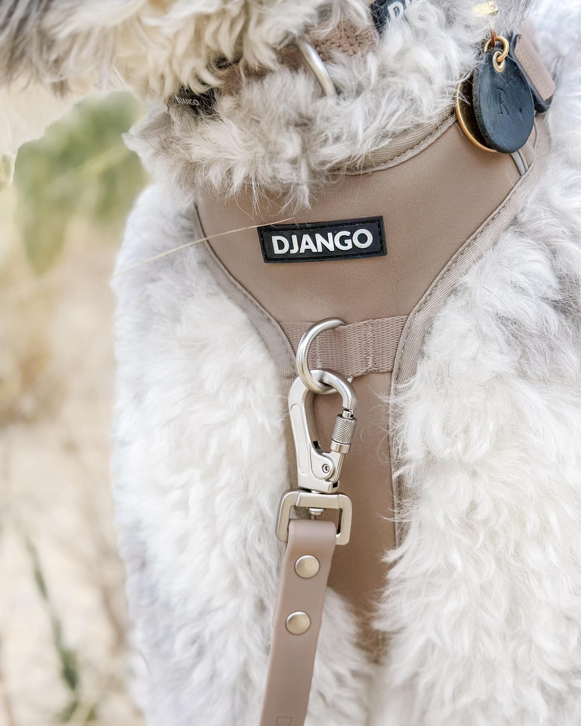 DJANGO Tahoe Dog Leash in Sandy Beige - The waterproof dog leash features heavy duty and stylish plated silver hardware and a premium locking carabiner leash clip for extra security. Shetland sheepdog dog model Kirby wears a size medium DJANGO harness and uses the standard sized DJANGO Tahoe Waterproof Dog Leash. - djangobrand.com