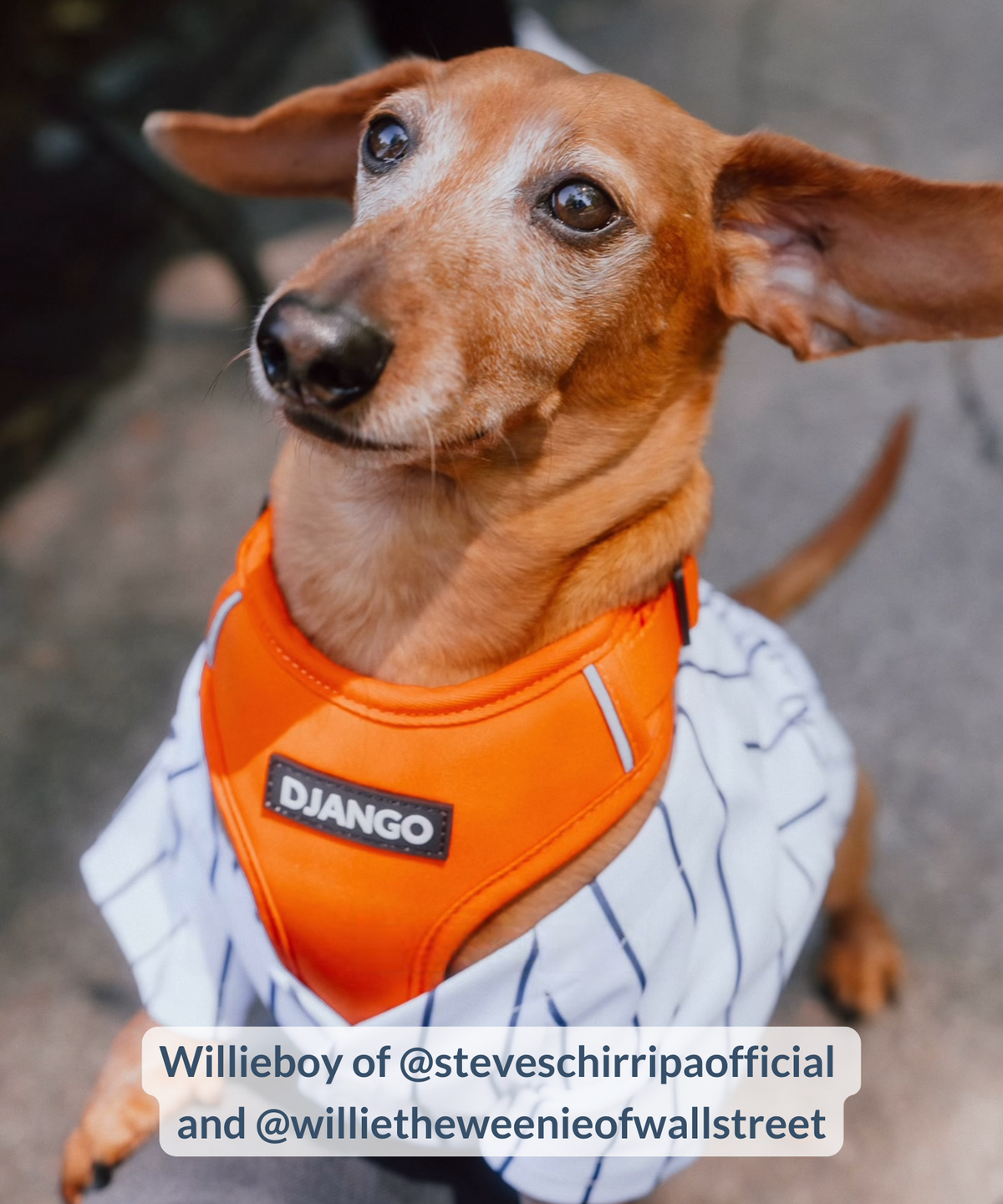 Smooth tweenie dachshund walking in New York City and wearing bright orange adjustable and padded harness with DJANGO logo
