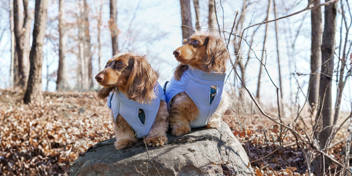 Two dogs hiking in the woods and wearing matching quilted puffer jackets for warmth and protection during autumn and winter