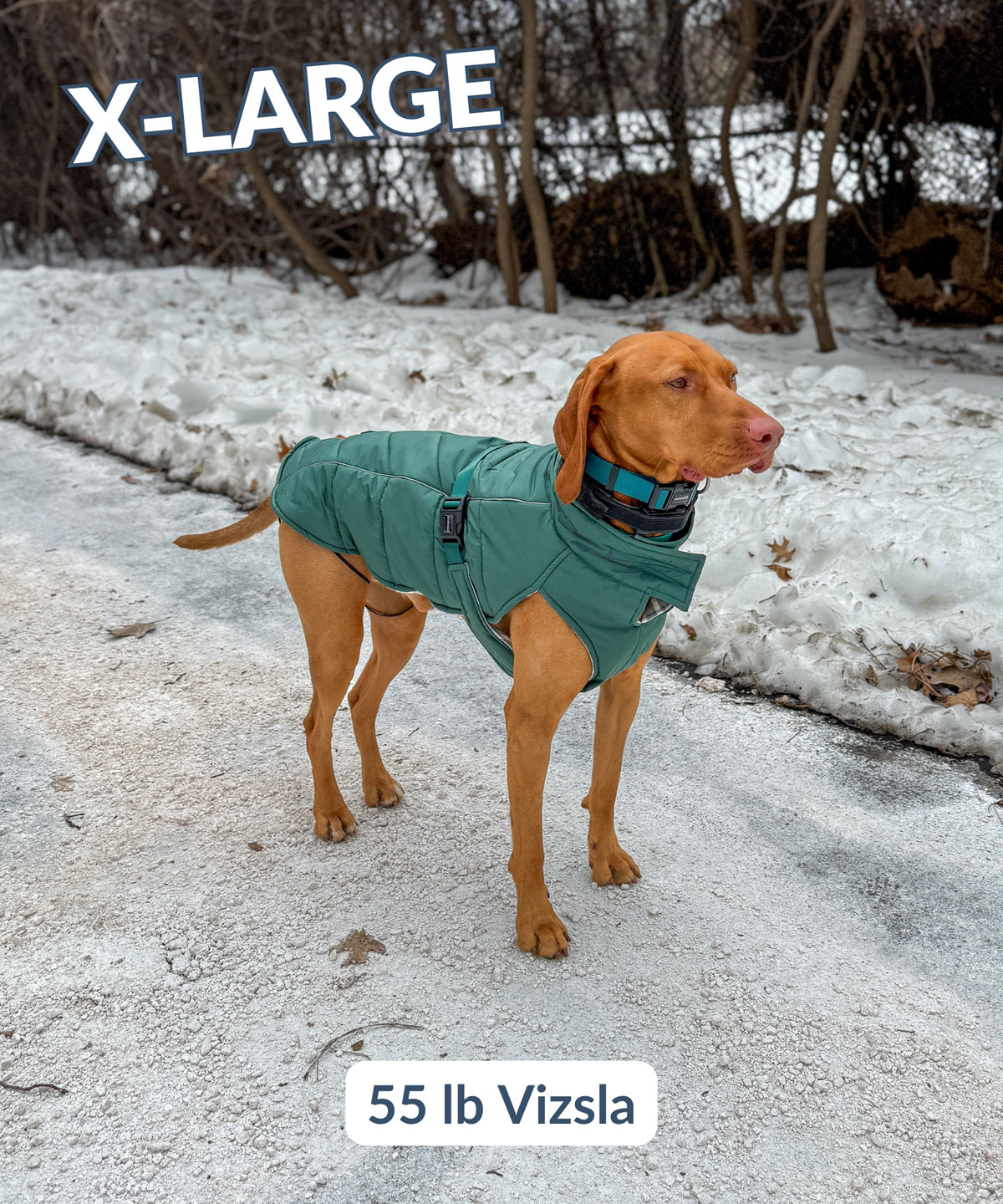 Large vizsla dog wearing an XL insulated winter coat with adjustable strap and elastic leg loops during snowy hike 