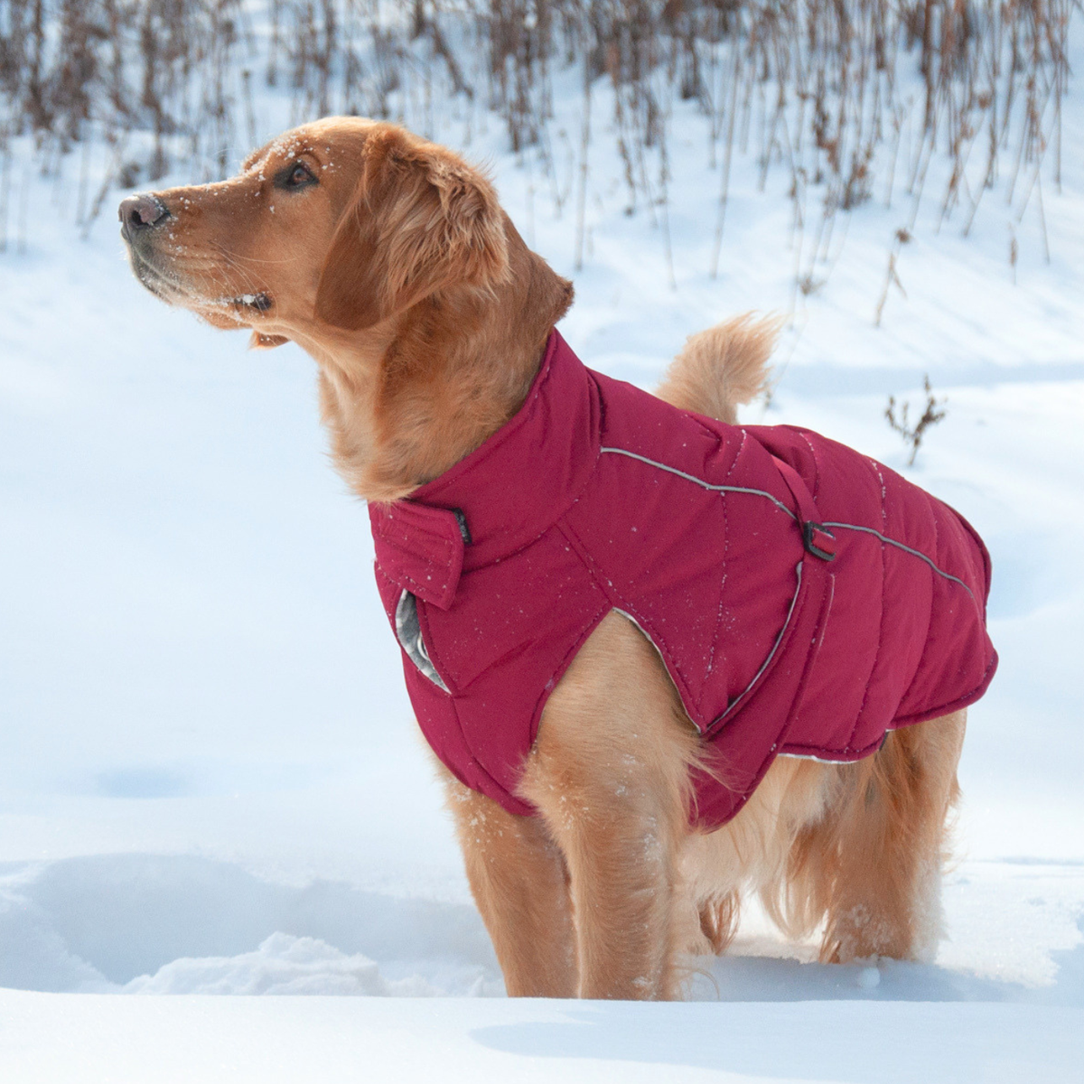 Golden retriever wearing warm, quilted, insulated winter dog coat while standing in deep snow outside