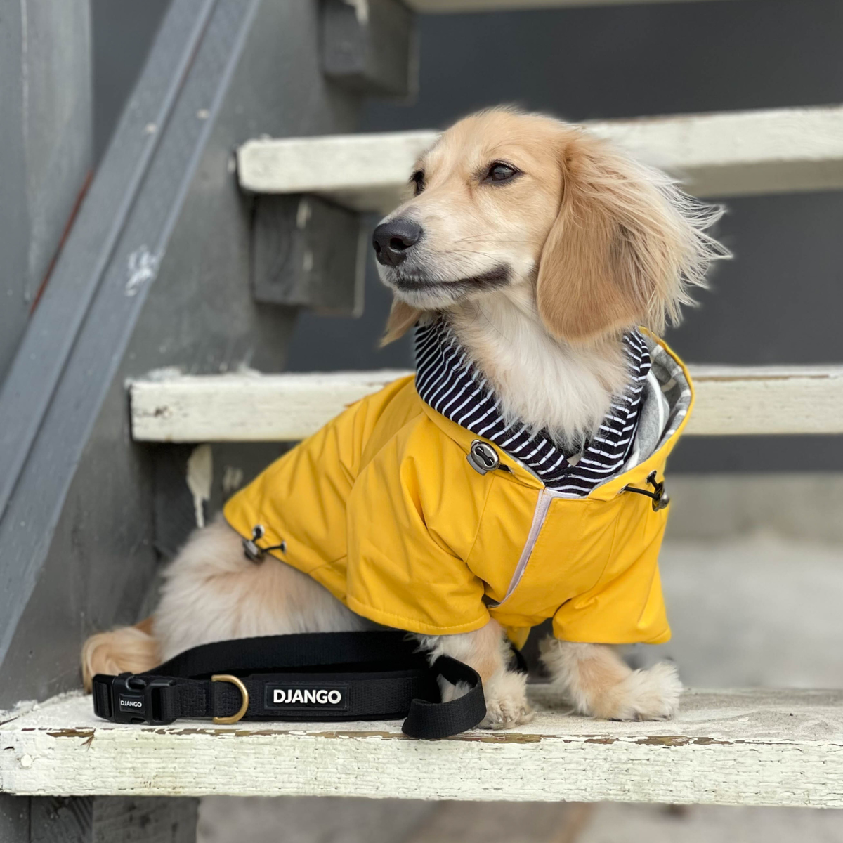 English cream longhaired dachshund wearing a yellow hooded raincoat with hook-and-loop closure while sitting comfortably on sandy beach stairs