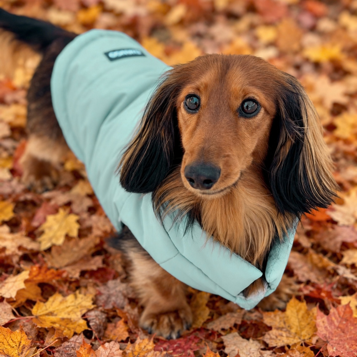 Longhaired dachshund walking on wet leaves and wearing a soft, comfortable, and insulted puffer dog jacket with adjustable fit while walking over fallen autumn leaves