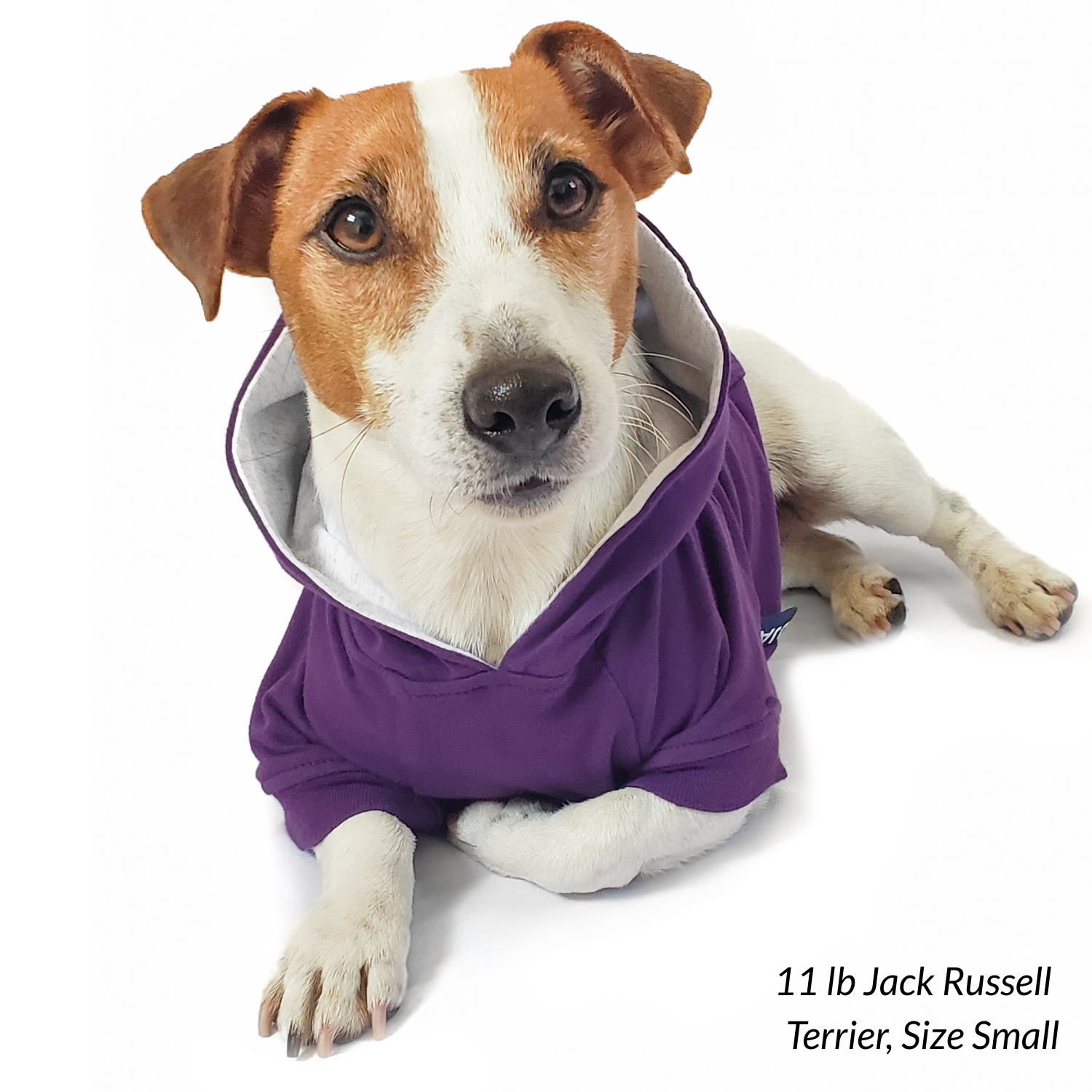 Adorable terrier mix dog breed wearing a purple dog hoodie on a white background