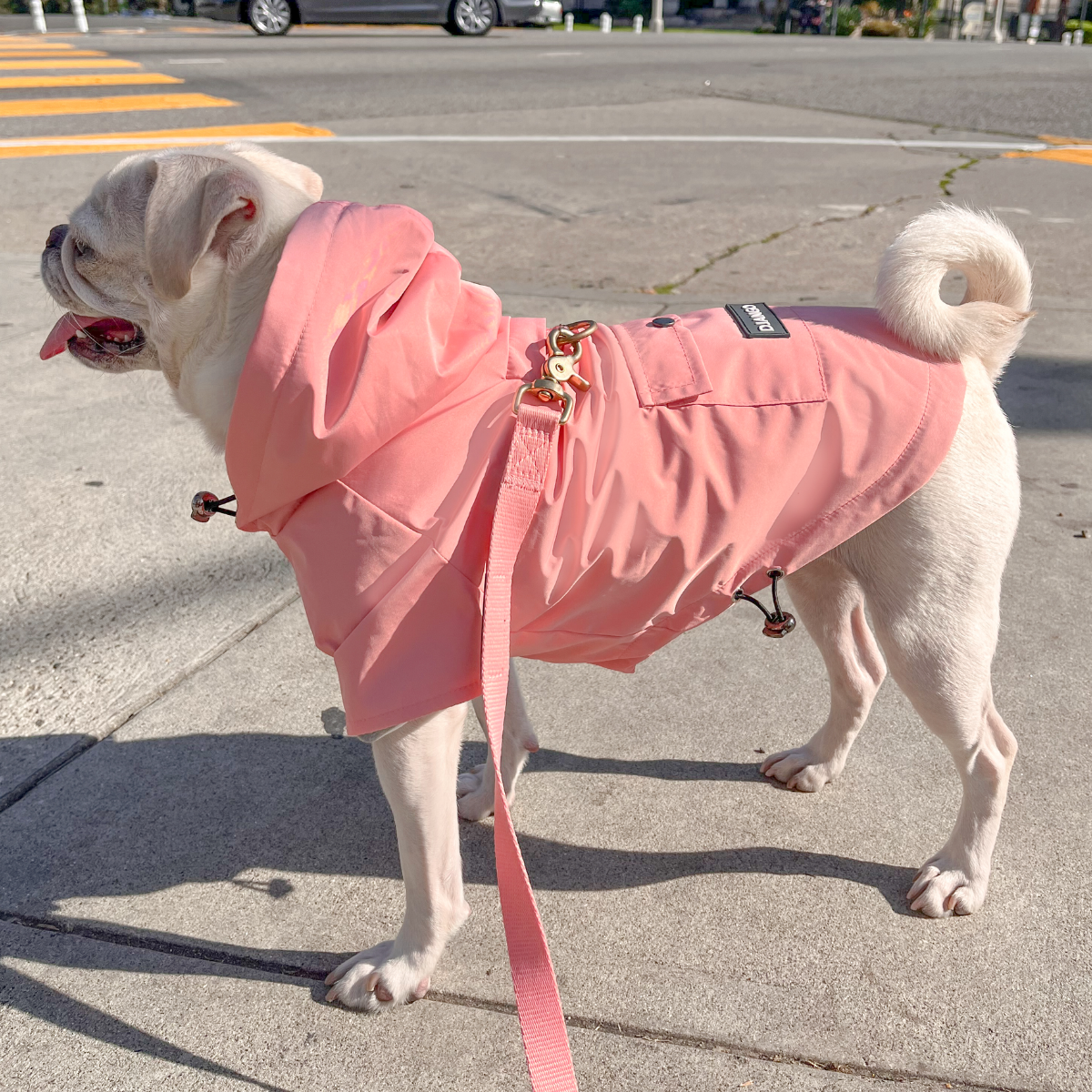 Pug wearing a waterproof raincoat for dogs outside with matching leash in color quartz pink