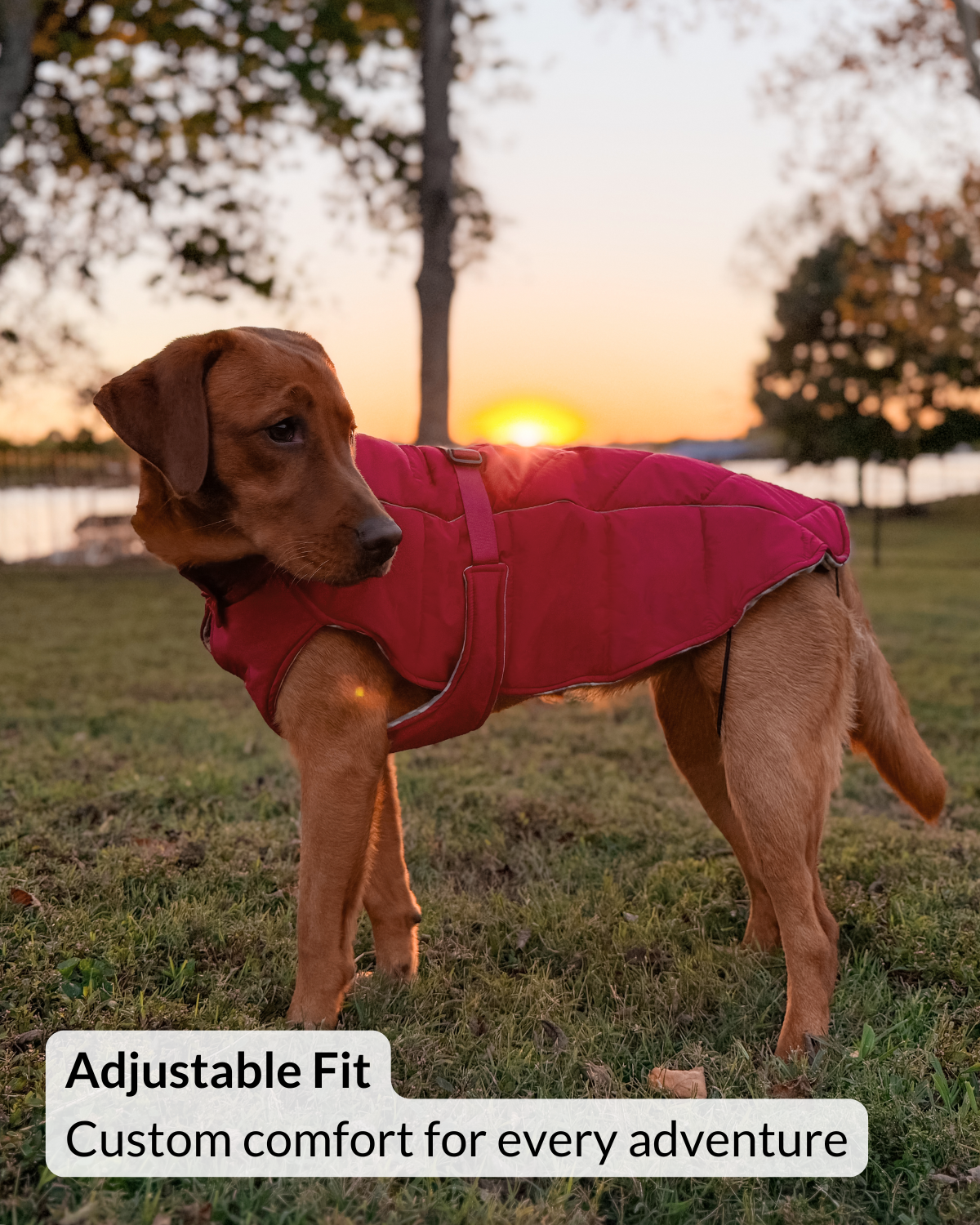 Large dog wearing the adjustable winter dog coat and showing the full coverage fit of the insulated jacket for large dogs
