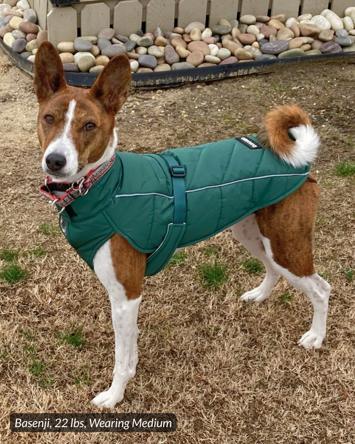22lb Basenji wearing a quilted and adjustable winter puffer dog coat in color Lafayette Green