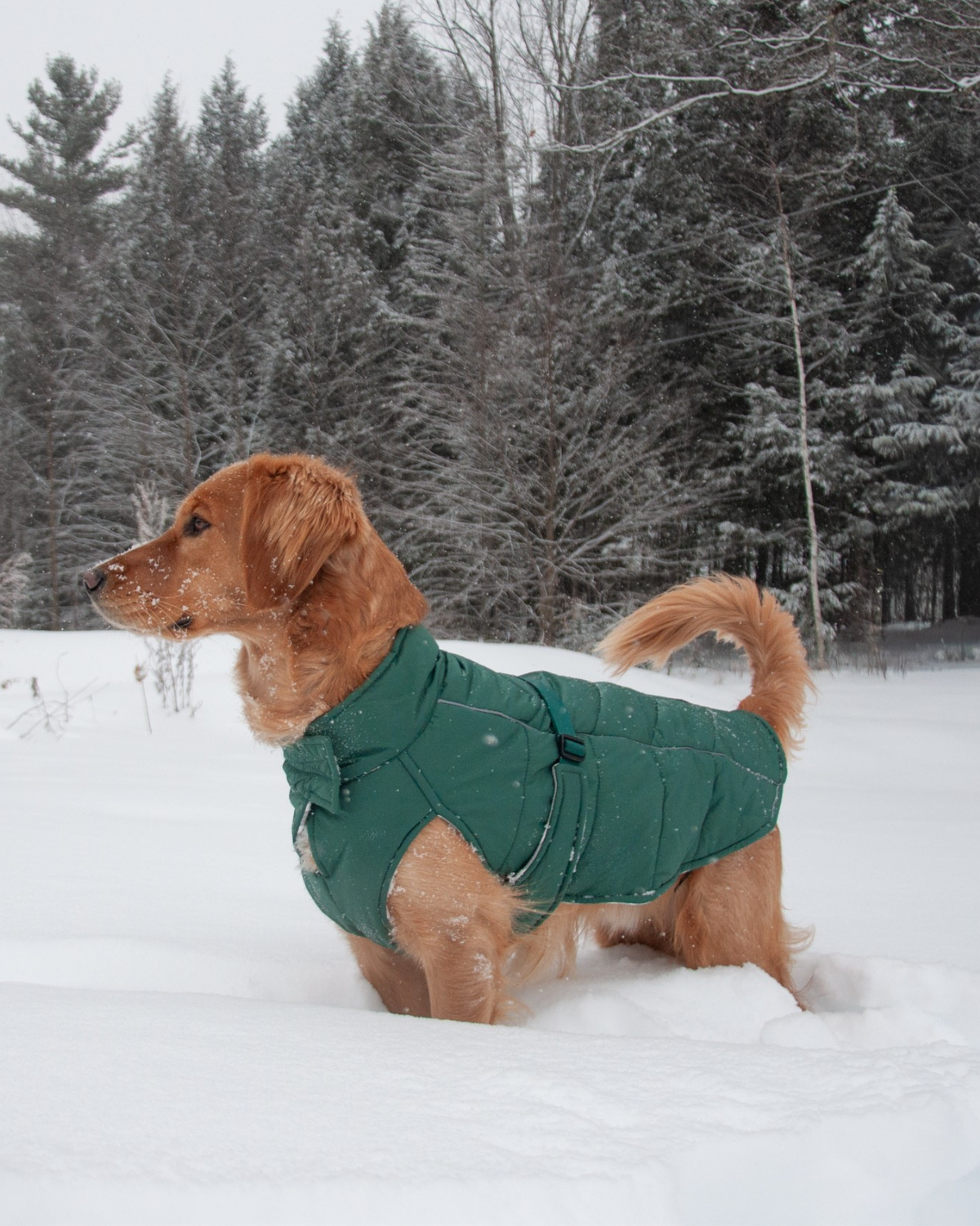 Golden Retriever wearing the Lafayette Green Whistler insulated winter puffer dog coat in deep snow