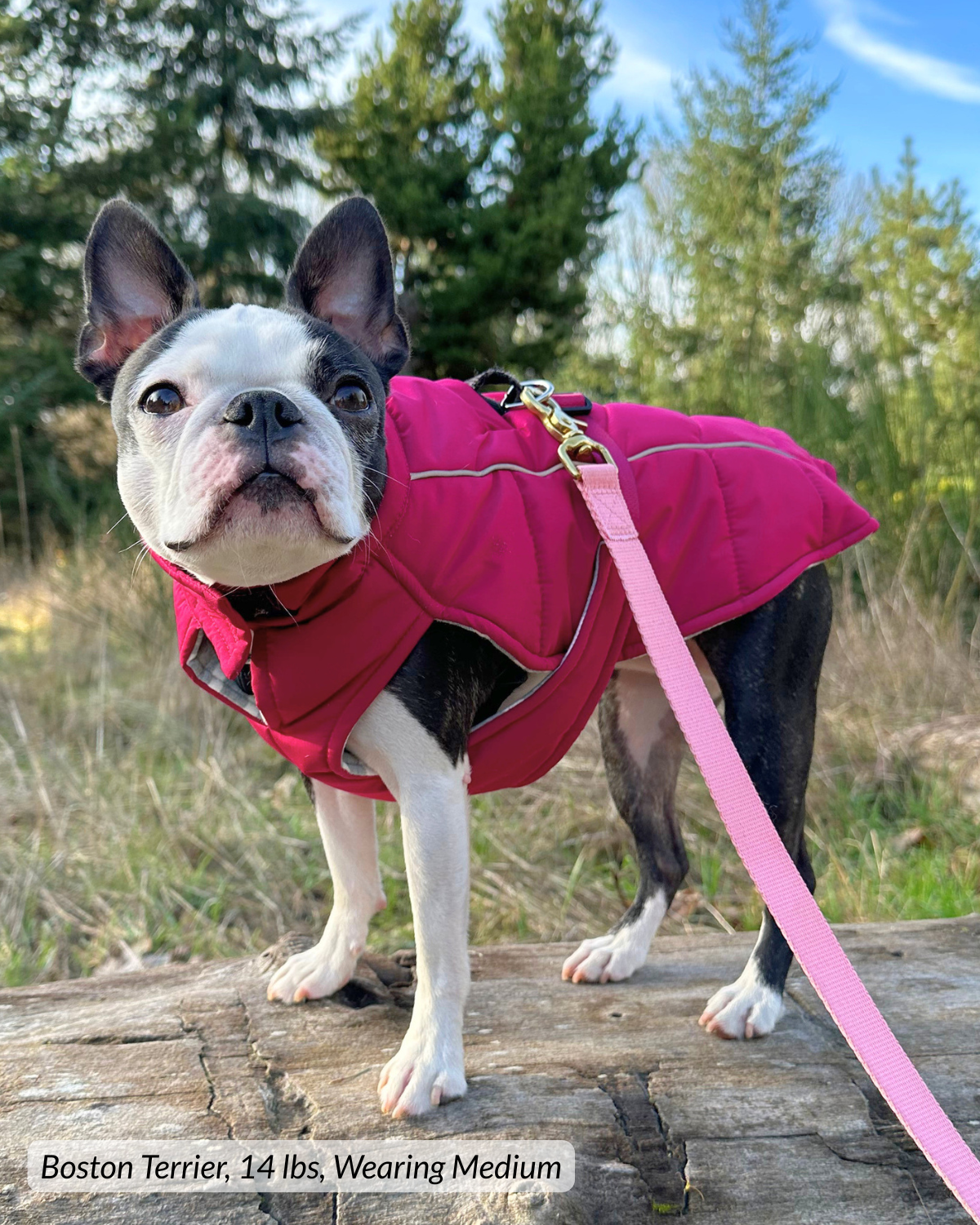 Boston Terrier hiking outside of Seattle and wearing warm, cozy, reflective puffer winter dog coat with harness hole