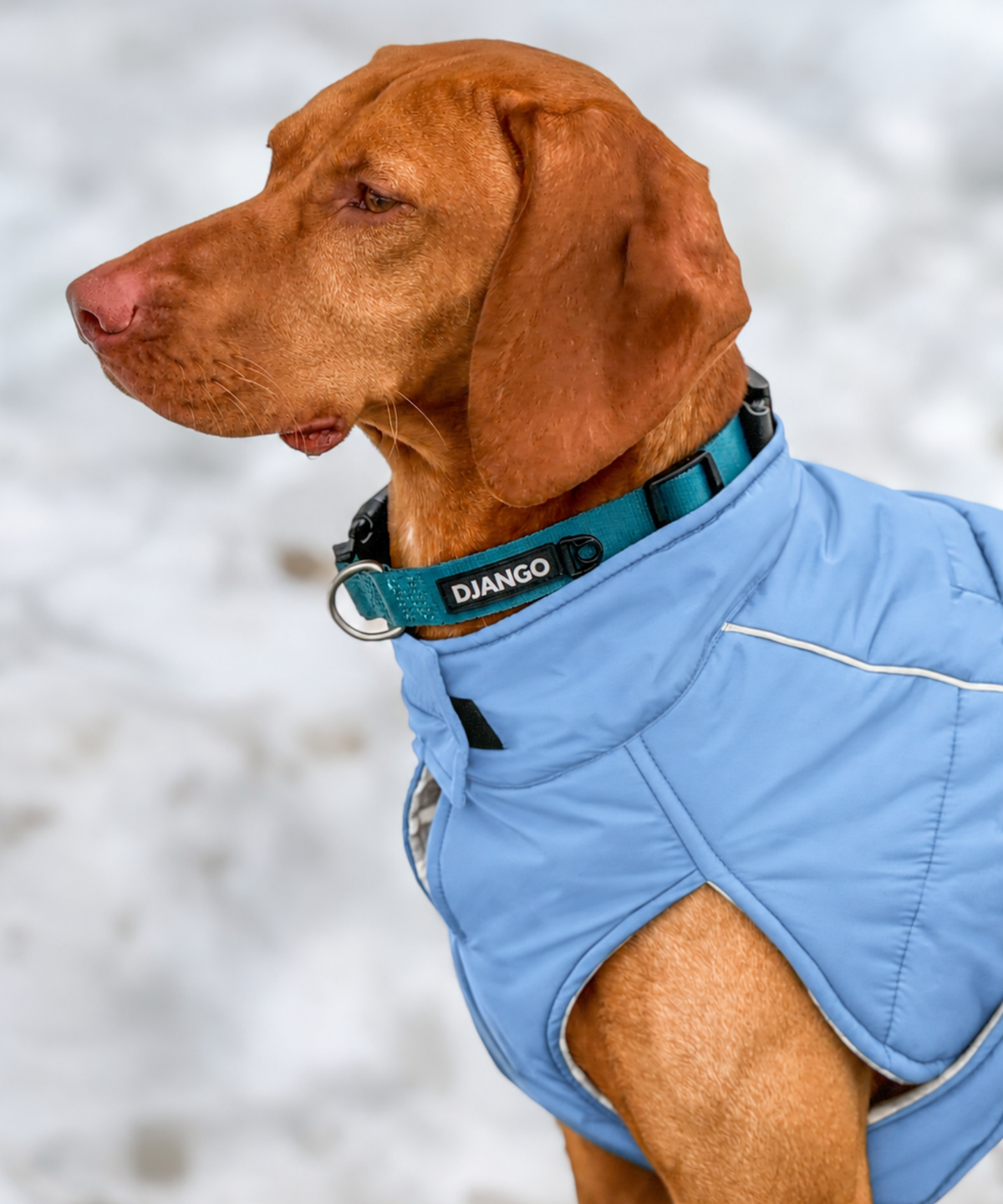 Large athletic dog wearing a warm and insulated winter puffer dog coat with adjustable closures, reflective piping, and soft water-repellent shell
