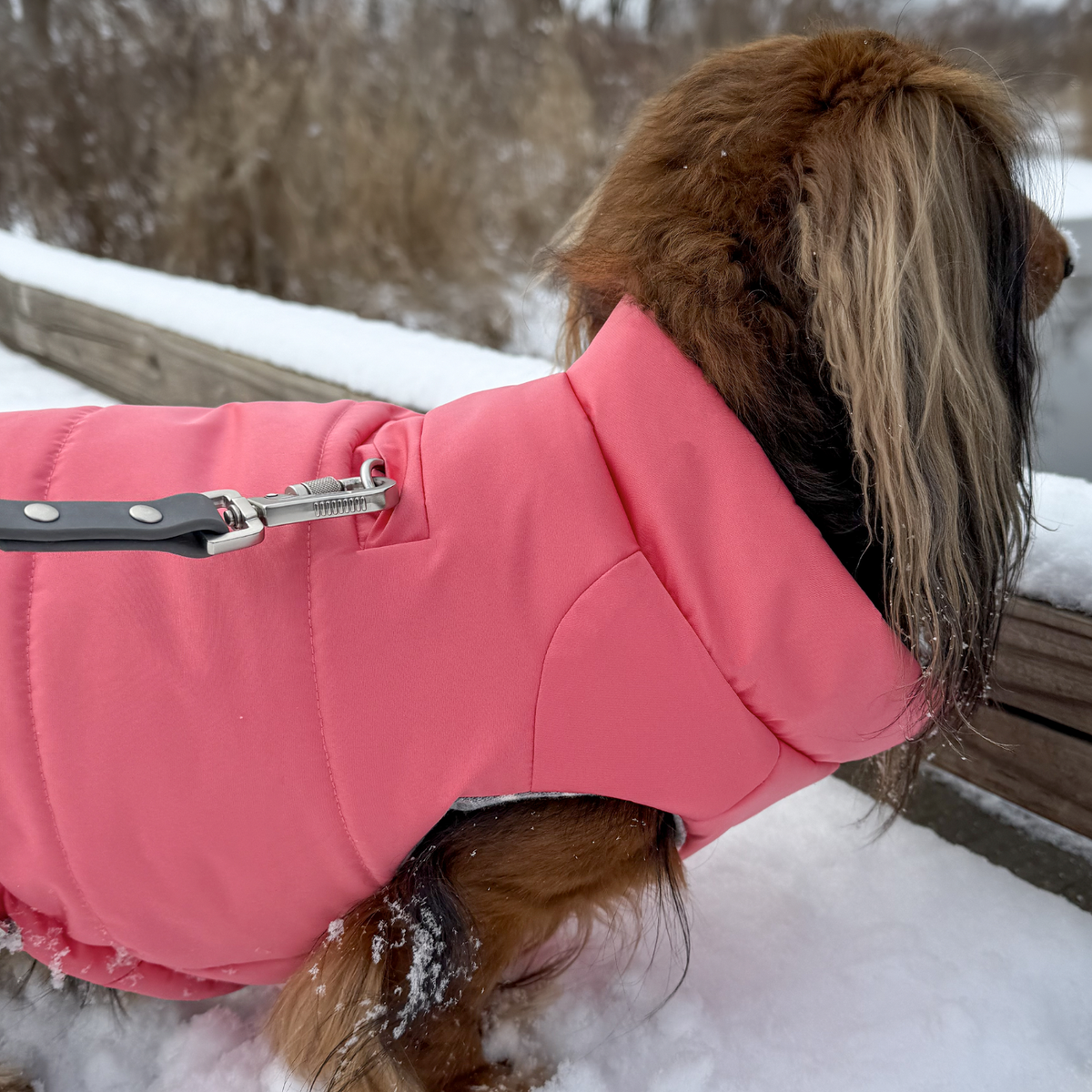 Dog wearing soft pink puffer winter coat with harness hole outside during walk on snow-covered ground. A gray leash is clipped to the dog's harness D-ring which is visible through the dog jacket leash portal